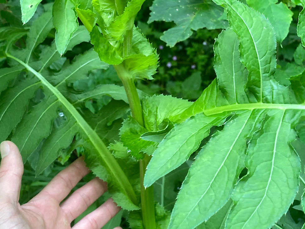 die Stängelblätter der Kohldistel / Kohl-Kratzdistel (Cirsium oleraceum) ind wechselständig und umfassend