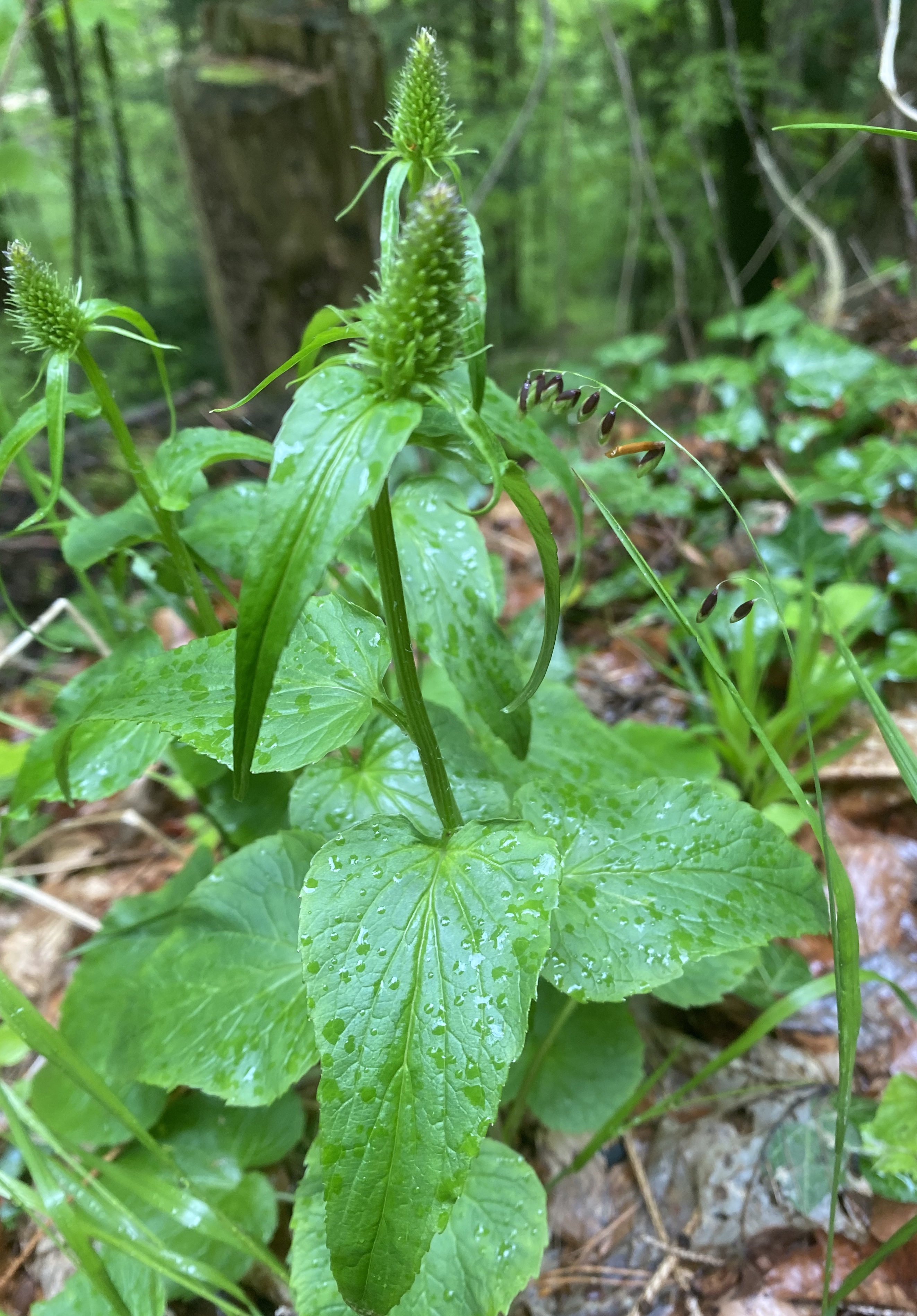 Ährige Teufelskralle (Phyteuma spicatum) Eigenschaften / Beschreibung / Merkmale / Verwendung, essbar, Blüte Blütenknospen