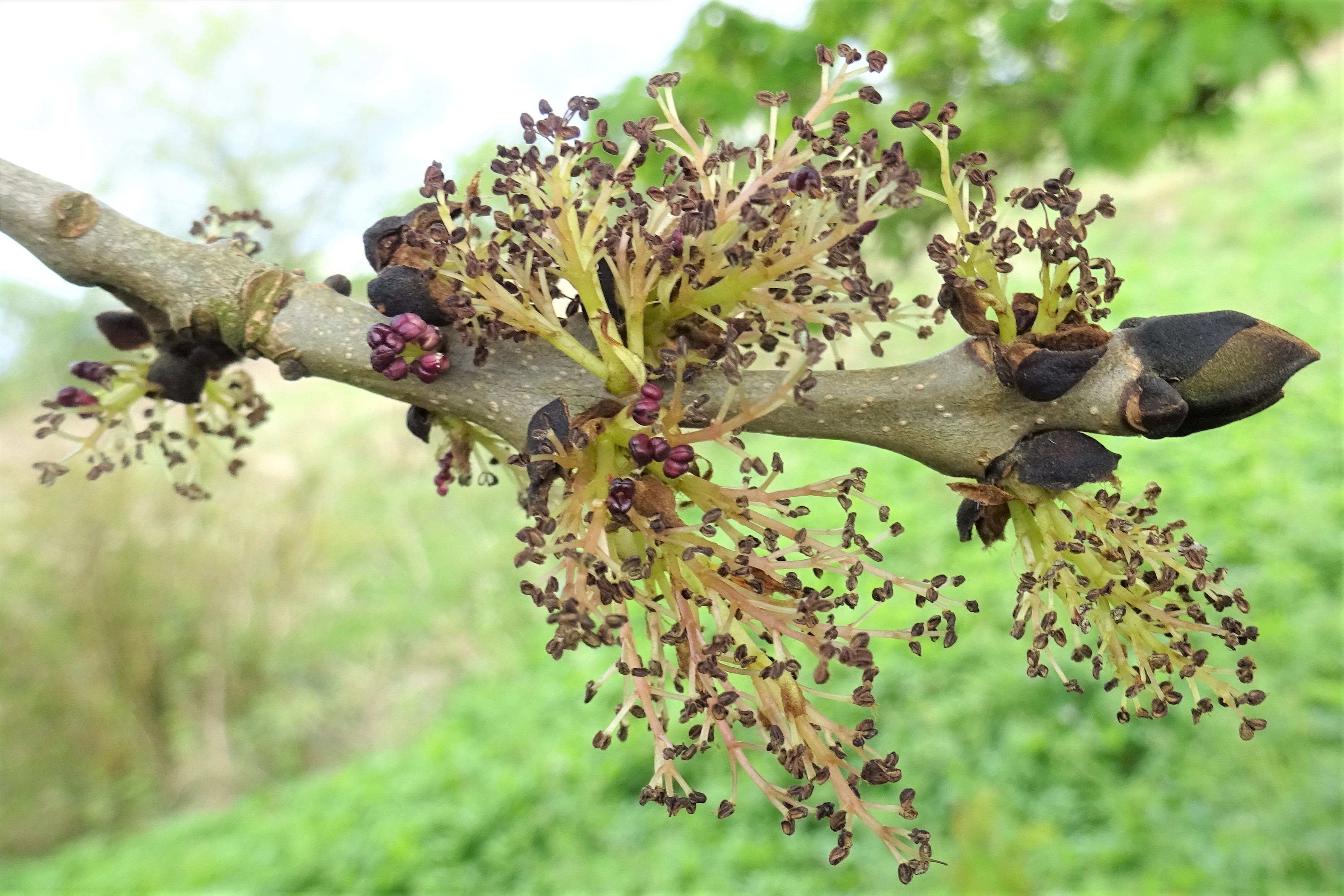 Gemeine Esche Fraxinus excelsior Merkmale, Bestimmung, Verwendung, essbar; Blüten