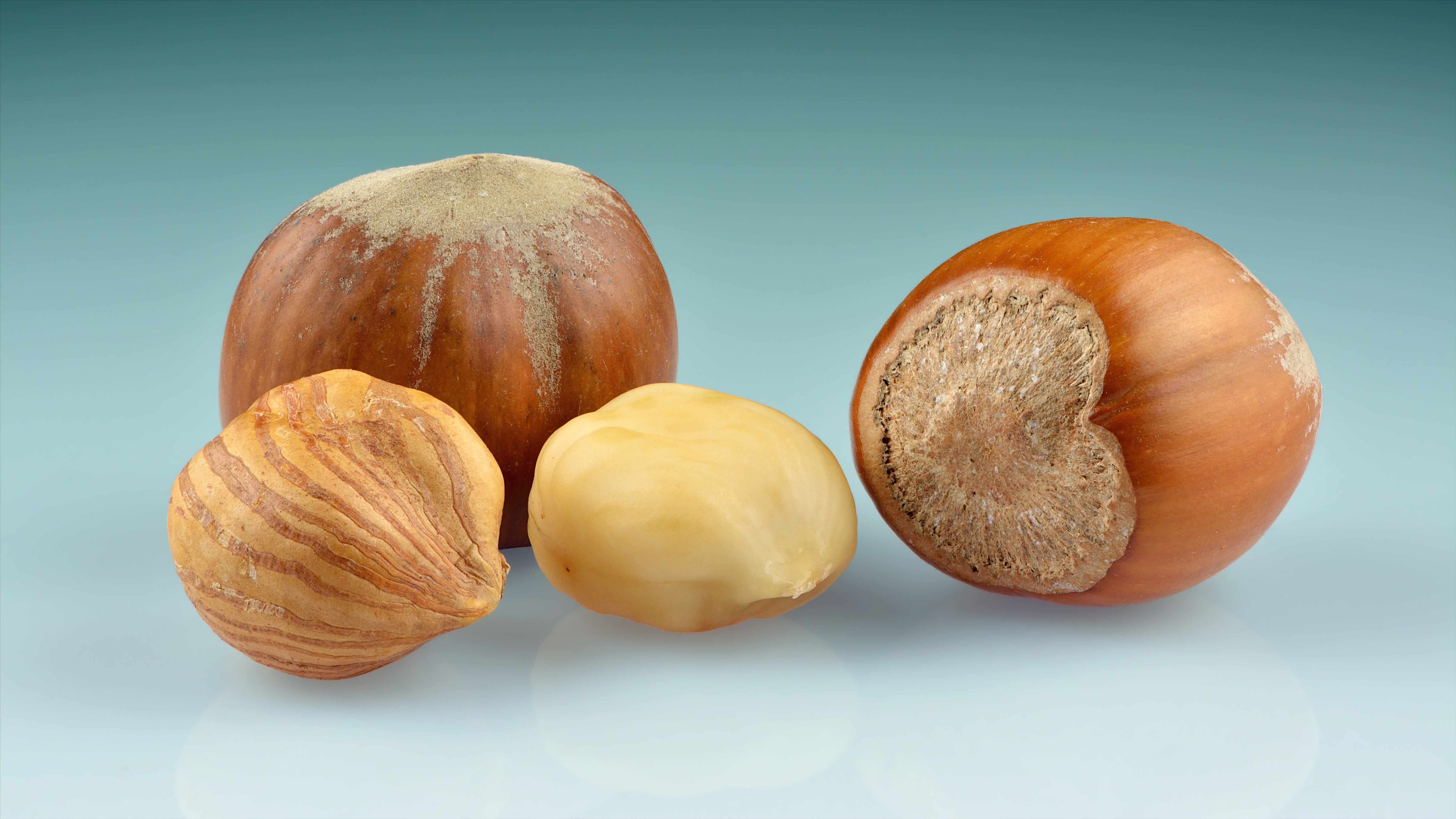 Betulaceae_Corylus_avellana_Frucht_reif.jpg