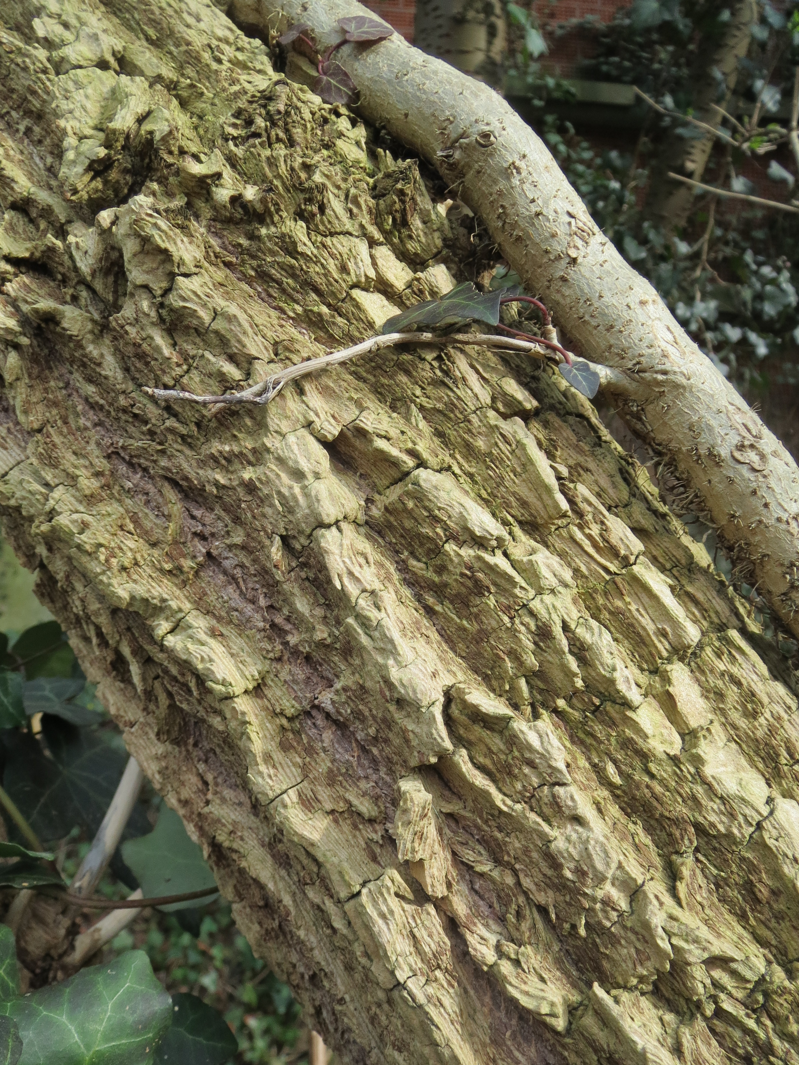 Schwarzer Holunder Sambucus nigra Eigenschaften ältere Äste mit Netzborke