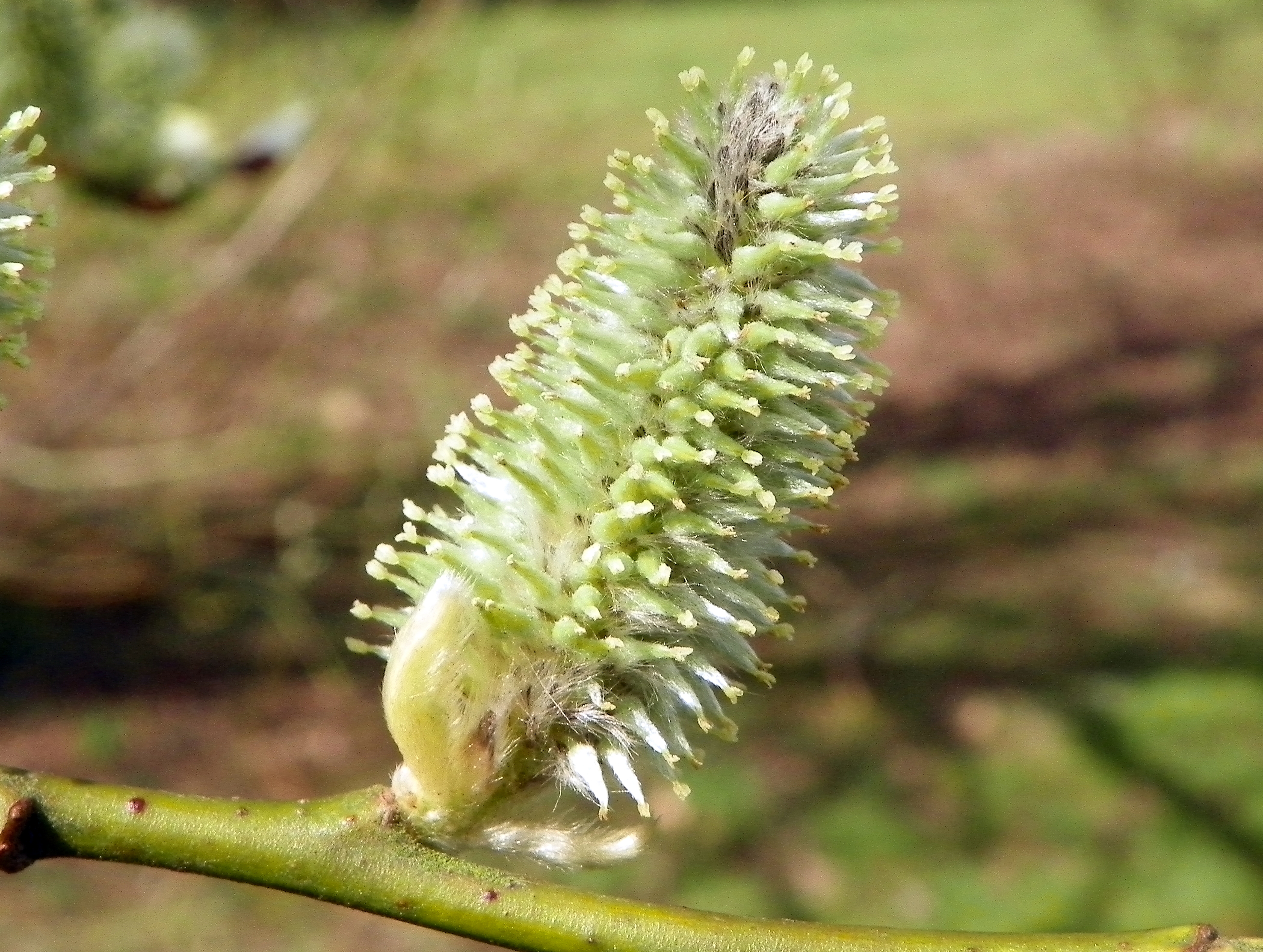 Sal-Weide (Salix caprea); Eigenschaften / Bestimmung / Merkmale / Verwendung; weibliche Kätzchen
