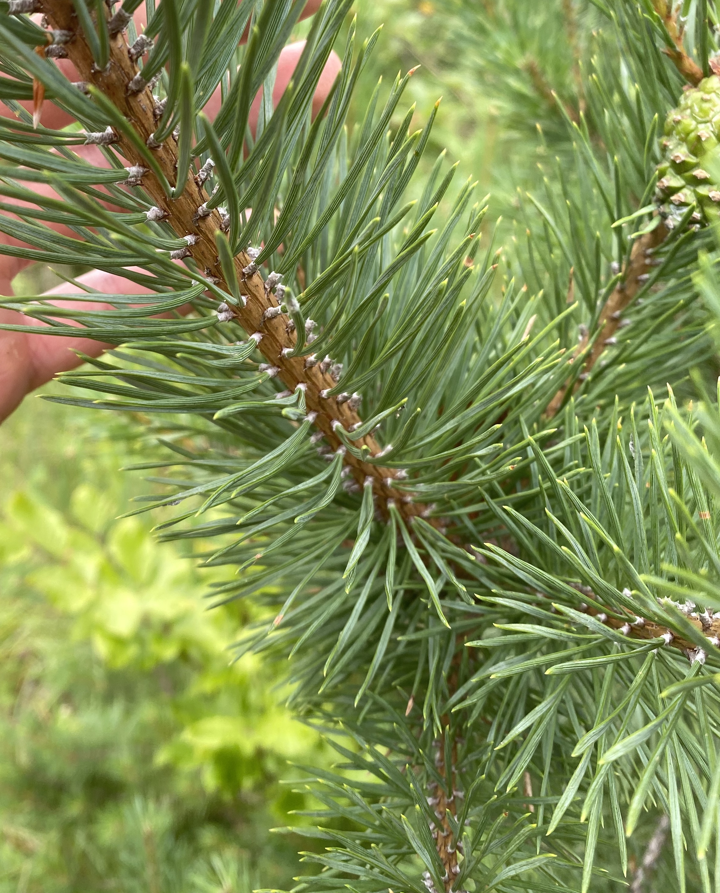 Pinaceae Pinus sylvetris Waldkiefer Eigenschaften Merkmale Bestimmung Nadeln