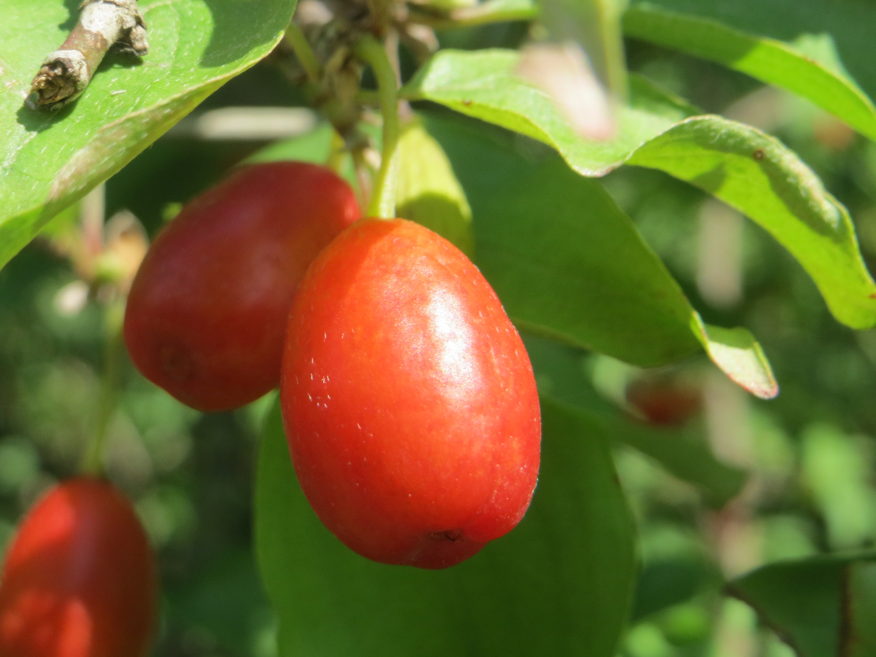 Cornaceae Cornus mas Kornelkirsche Eigenschaften Bestimmung Merkmale Verwendung Frucht