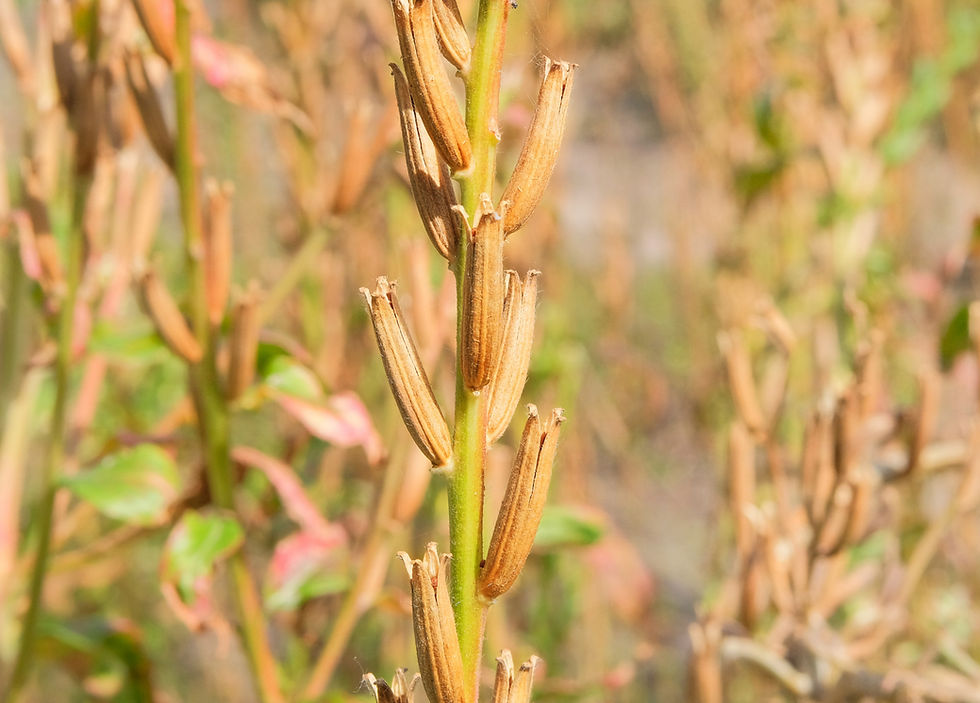 unreife Früchte der Gemeinen Nachtkerze (Oenothera biennis aggr.)