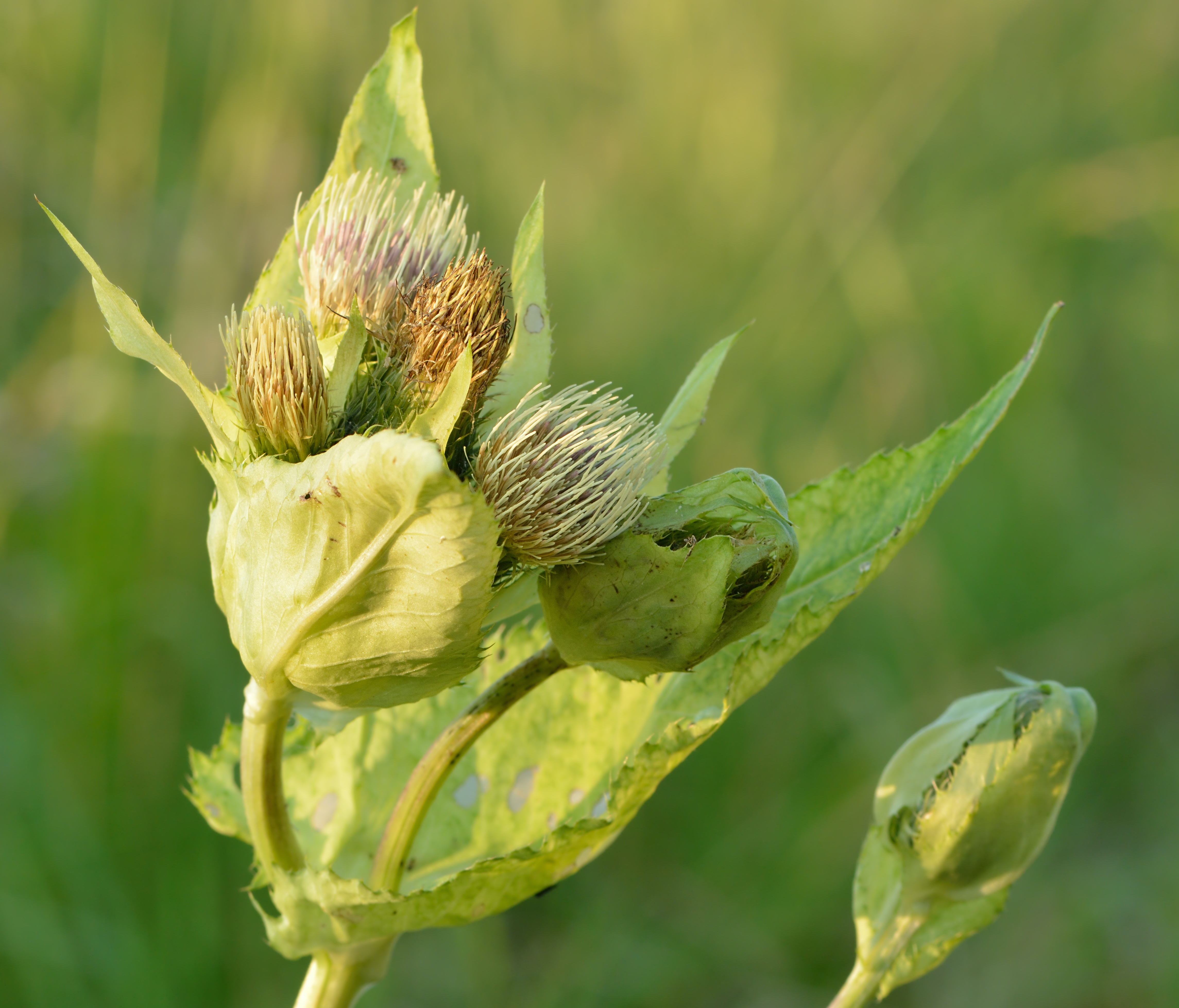Asteraceae Cirsium oleraceum Kohldistel Eigenschaften Merkmale Bestimmung Verwendung Blütenkörbe