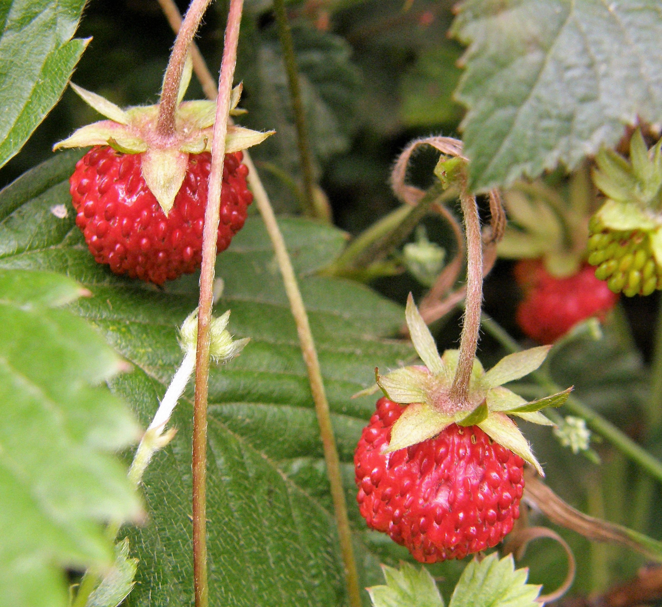 Wald Erdbeere Fragaria vesca Frucht