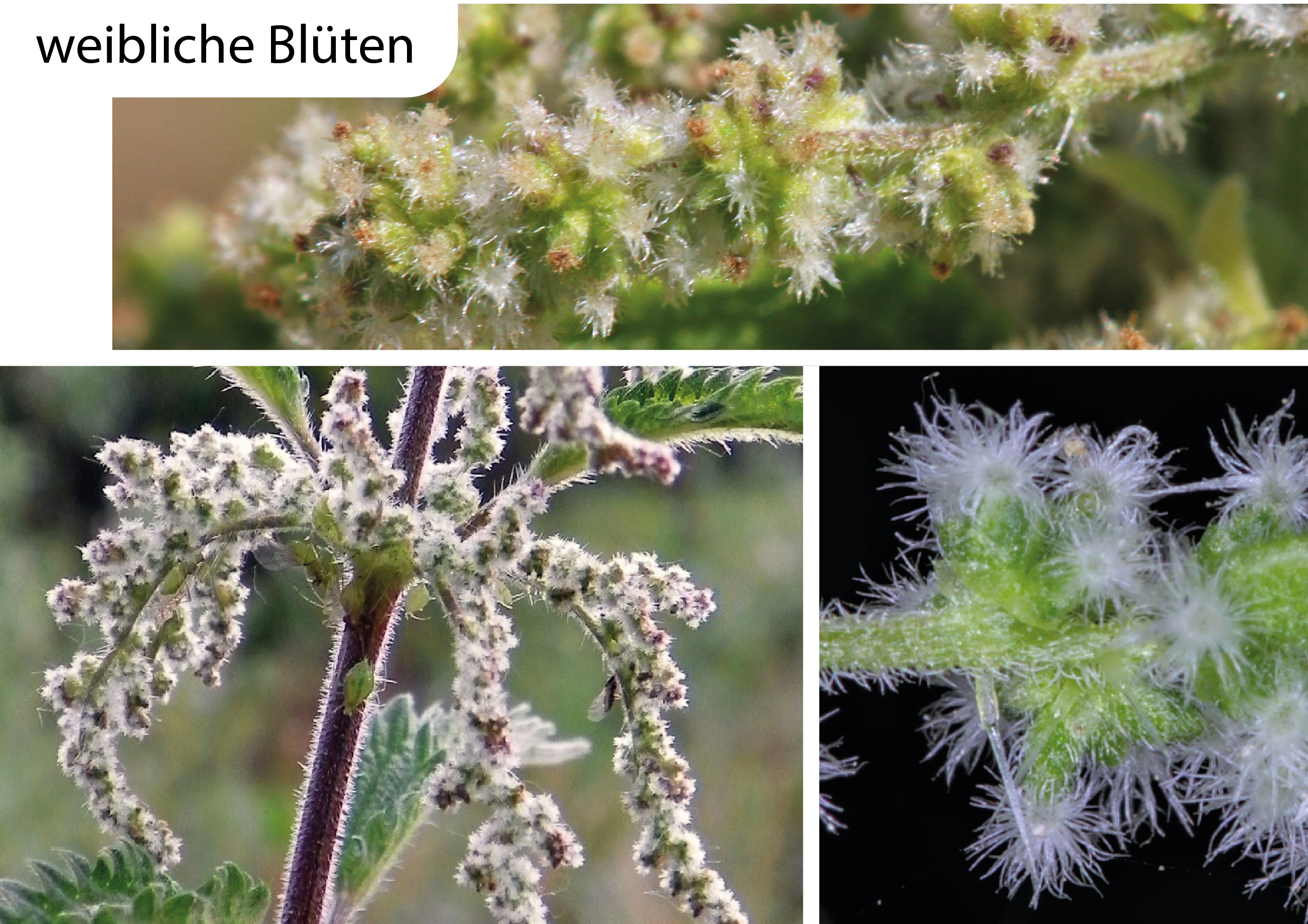 essbare Wildpflanzen Wildkräuter Urticaceae Urtica dioica Grosse Brennnessel Bestimmungsmerkmale Eigenschaften Erkennung Nutzung weibliche Blüten
