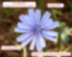 Gemeine Wegwarte (Chicorium intybus, Unterfamilie Chicoridoideae): mit nur Zungenblüten. Schön zu sehen sind der violette 2-narbige Griffel und darum herum der dunkelviolette Ring aus verwachsenen Staubbeuteln. Hinzu kommen die für Chicoridoideae typischen 5 Kronzähne
