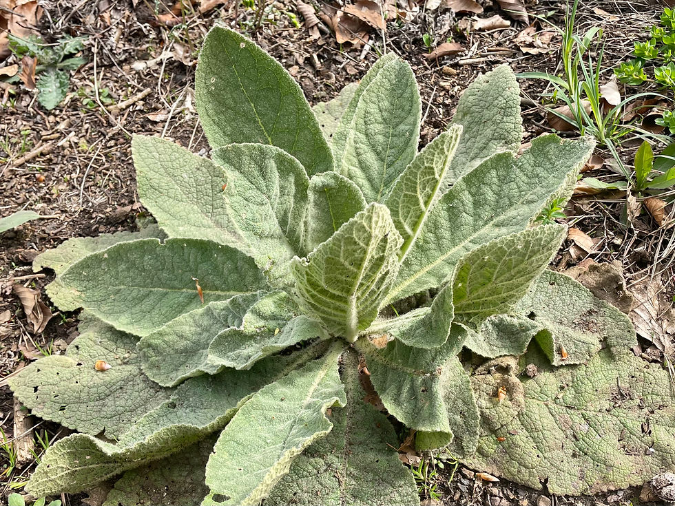 Grundrosette der Kleinblütigen Königskerze