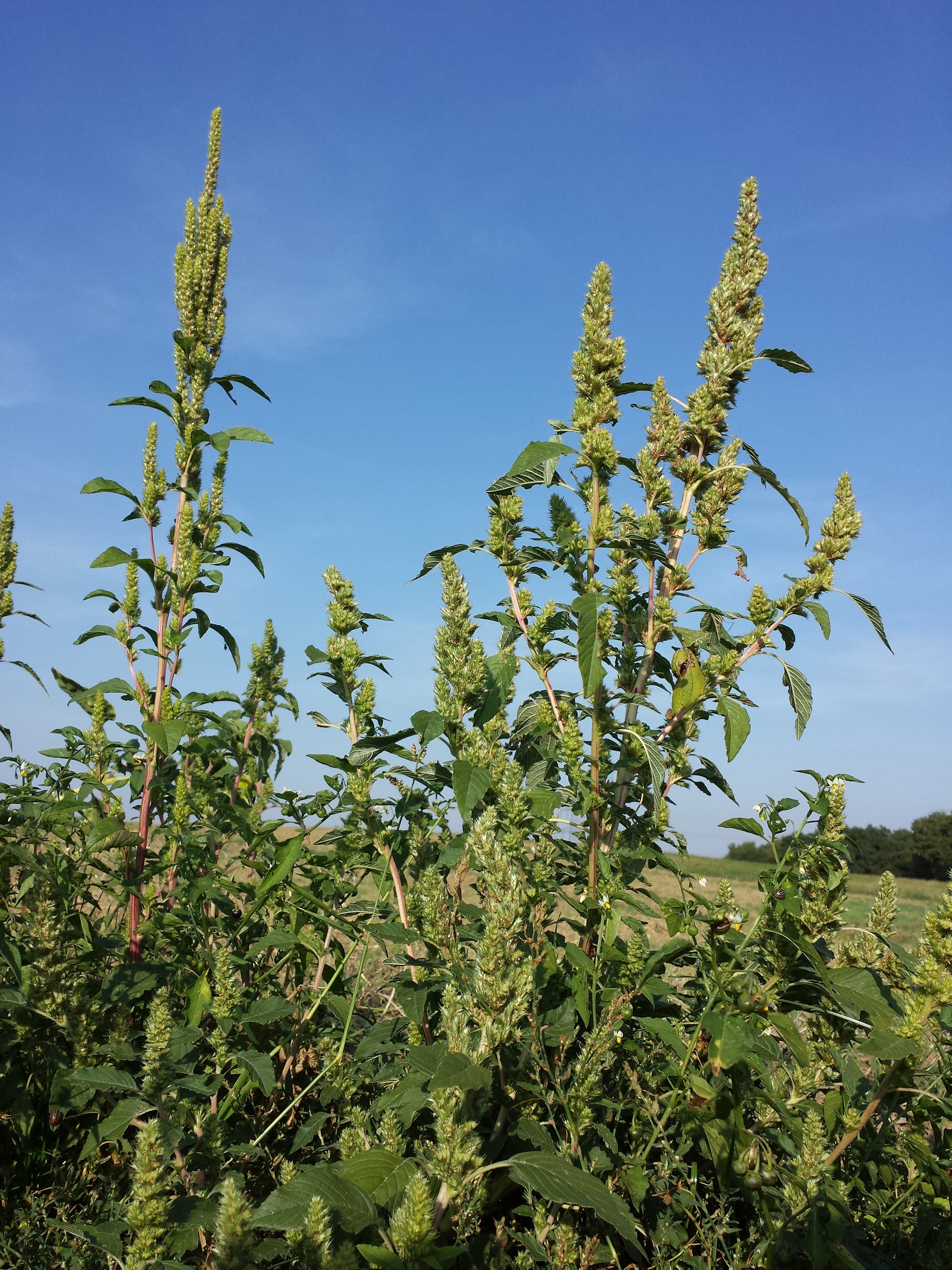 Amaranthaceae Amaranthus retroflexus Zurückgebogener Fuchsschwanz Eigenschaften Bestimmung Merkmale Verwendung
