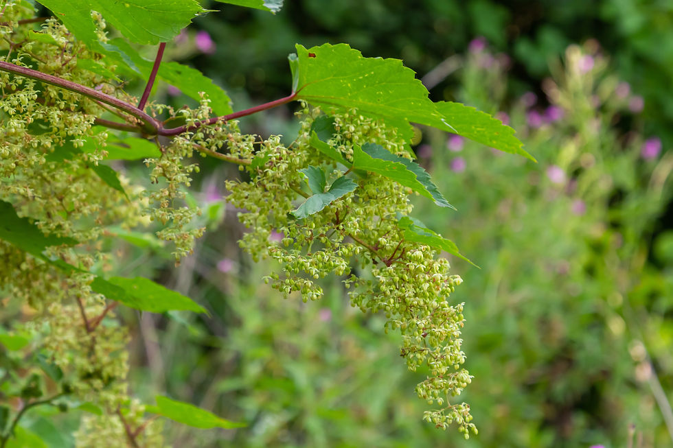 männlicher Blütenstand des Hopfens (Humulus lupulus)