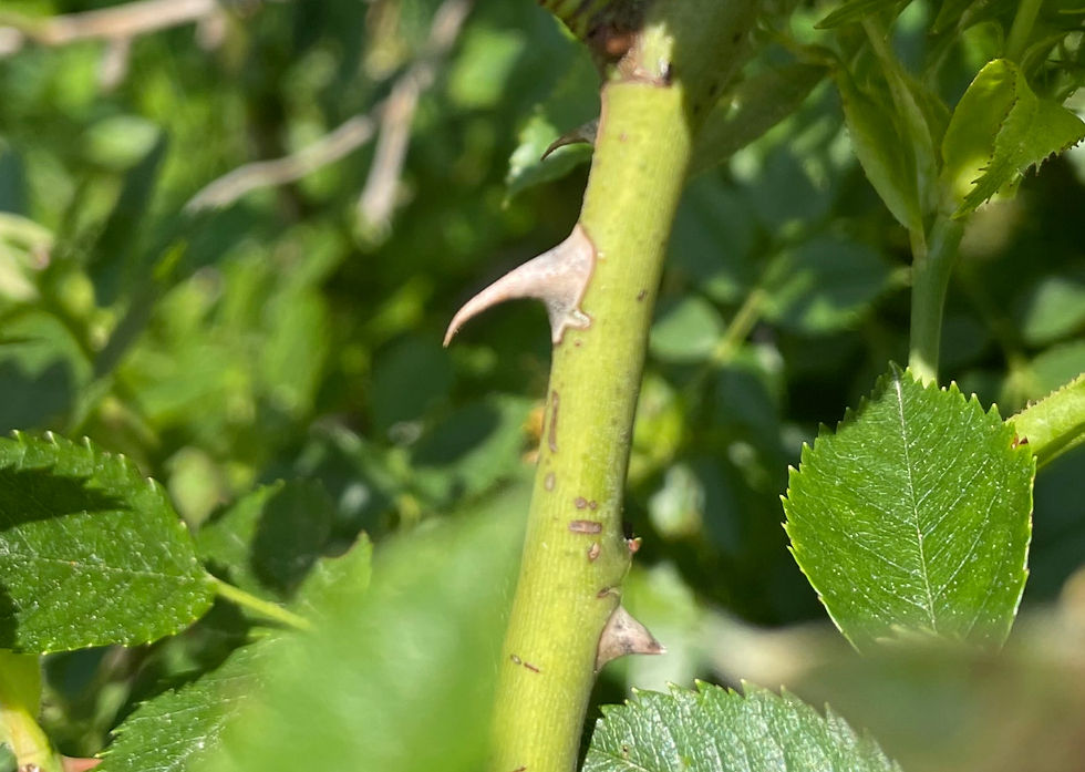 Stacheln der Hundsrose (Rosa canina)