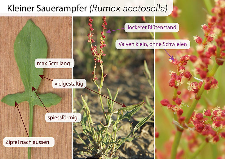 Polygonaceae_Rumex_acetosella.jpg