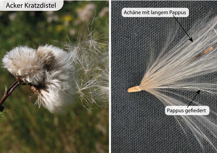Gemeine kratzdistel und Acker Kratzdistel (Cirisium vulgare und Cirisium arvense) Eigenschaften / Bestimmung / Merkmale / Verwendung / essbar Früchte