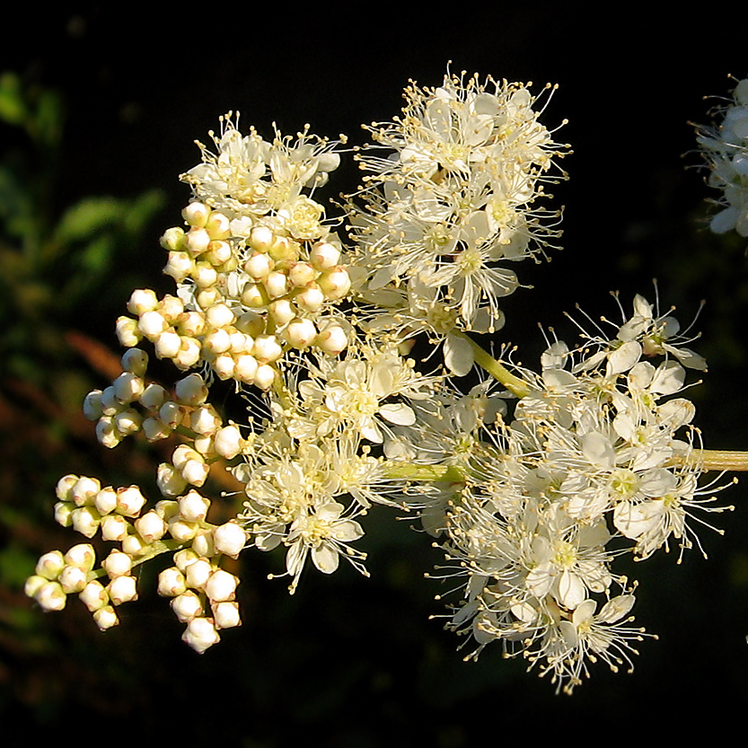 Echter Mädesüss (Filipendula ulmaria) EIgenschaften / Merkmale / Bestimmung / Verwendung, essbar: Blüten