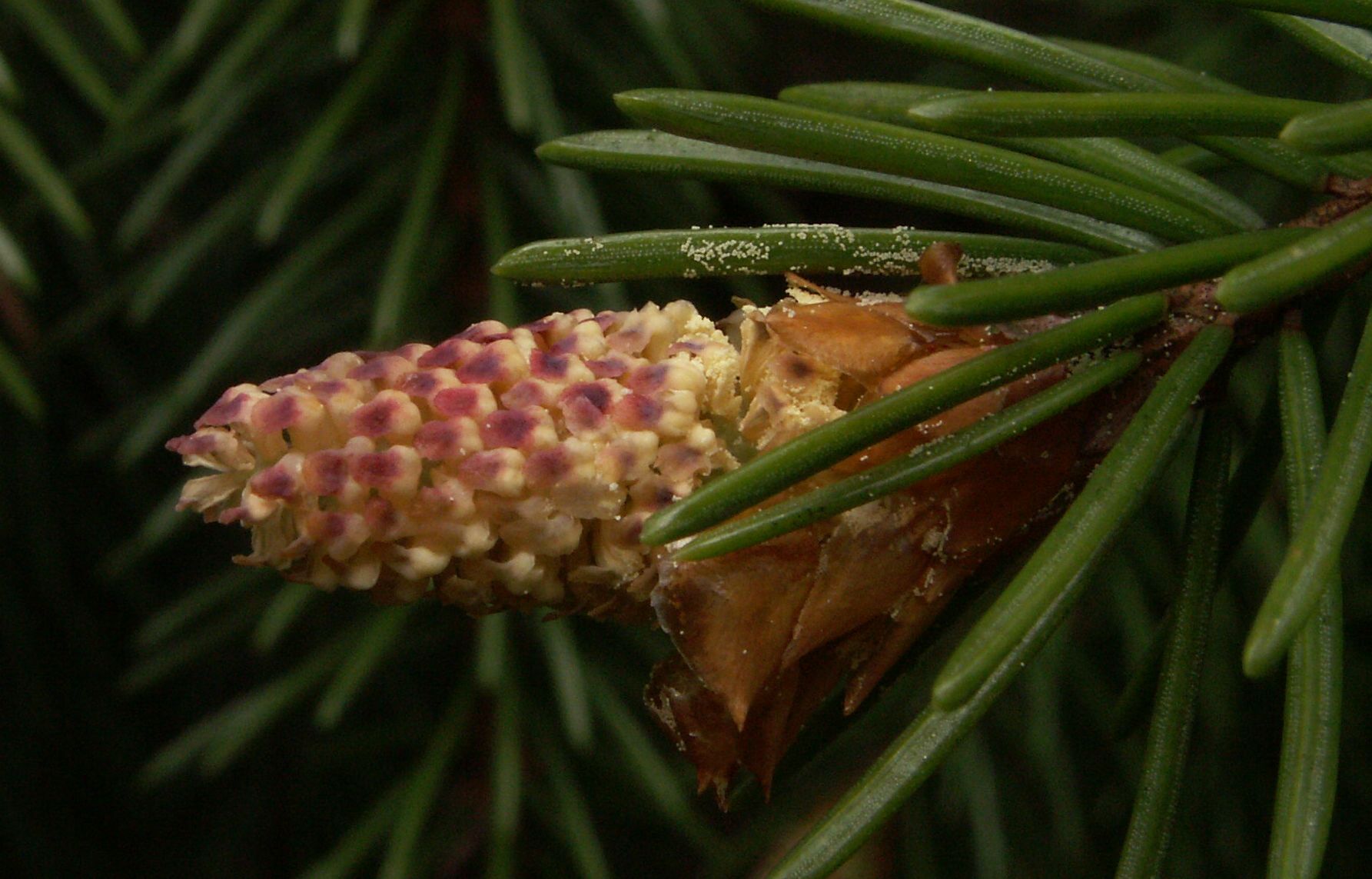 Fichte Picea abies Eigenschaften Bestimmung männlicher Blütenstand Zapfen