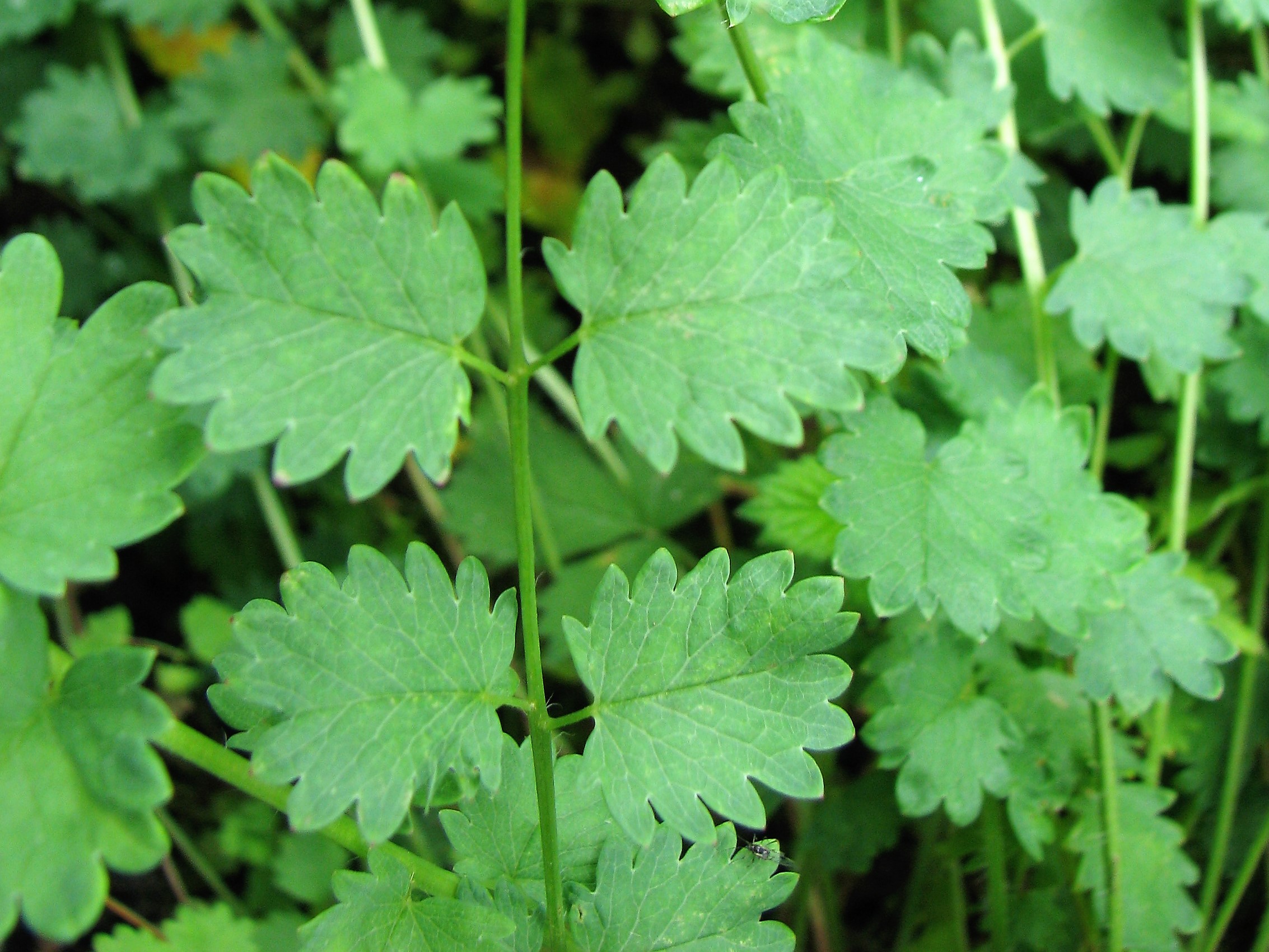 Rosaceae_Sanguisorba_minor_Fieder.jpg