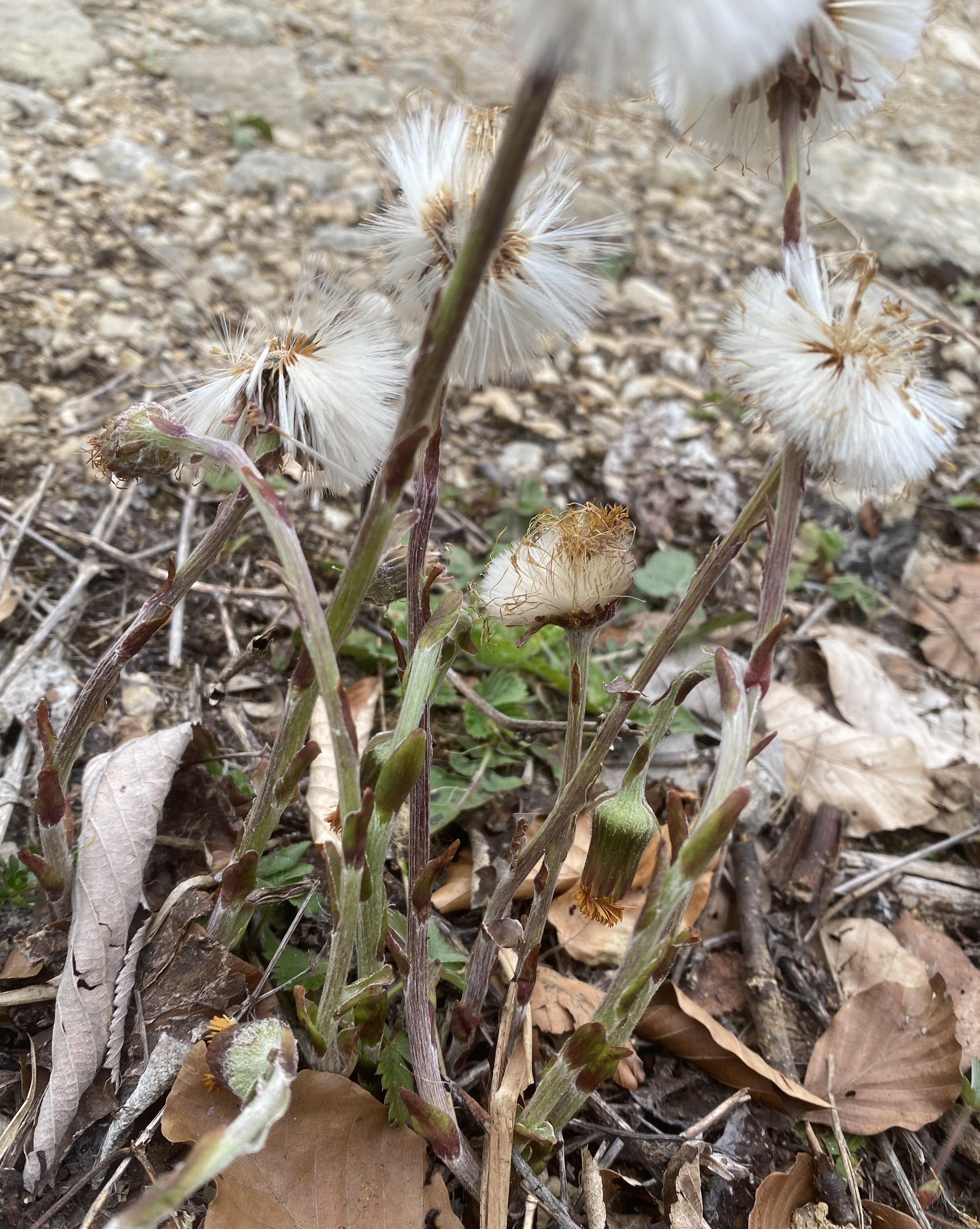 Asteraceae Huflattich Tussilago farfara Eigenschaften Merkmale Bestimmung Fruchtstand