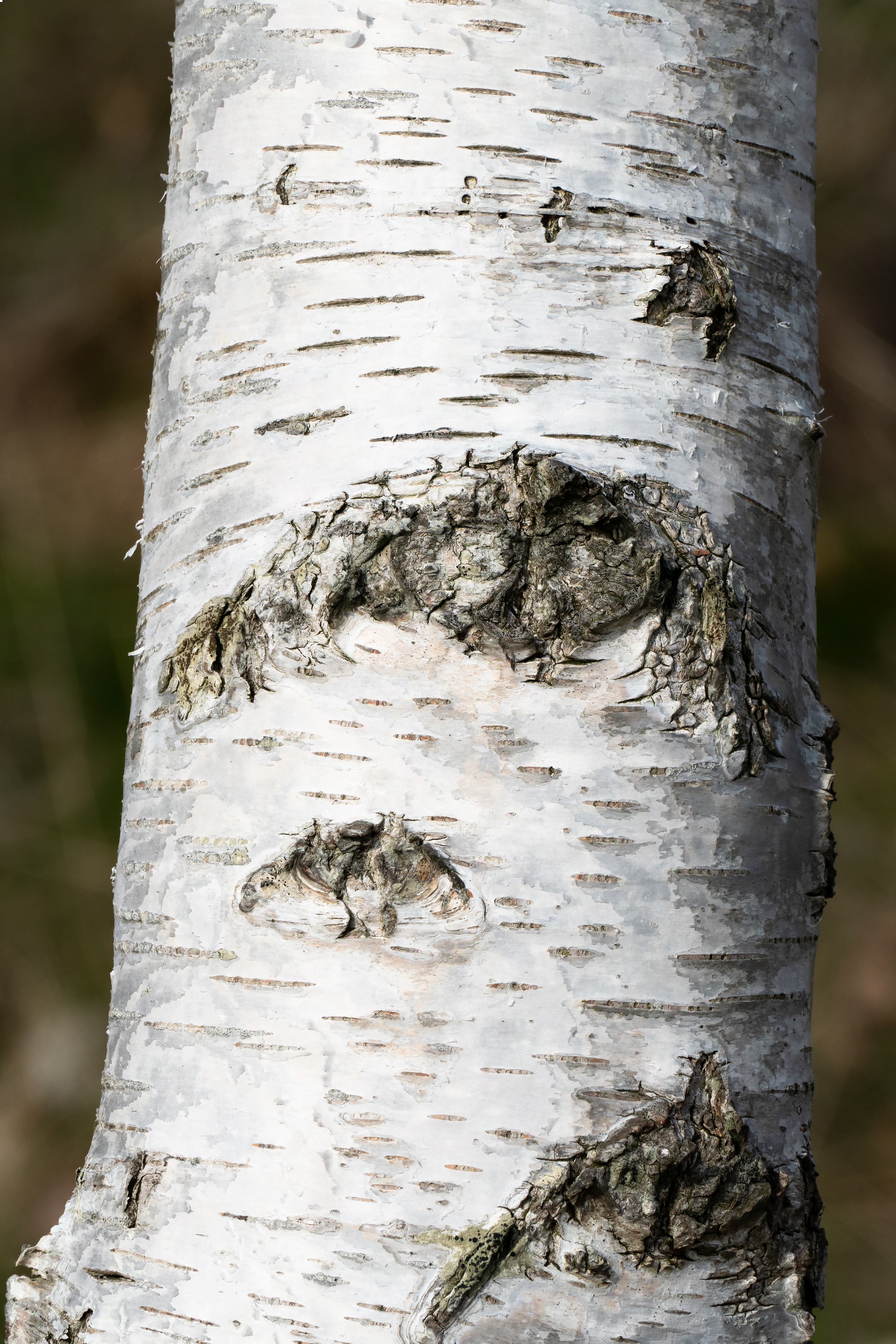 Hänge-Birke (Betula pendula) Eigenschaften, Beschreibung, Bestimmung, Merkmale, Verwendung, essbar: Rinde