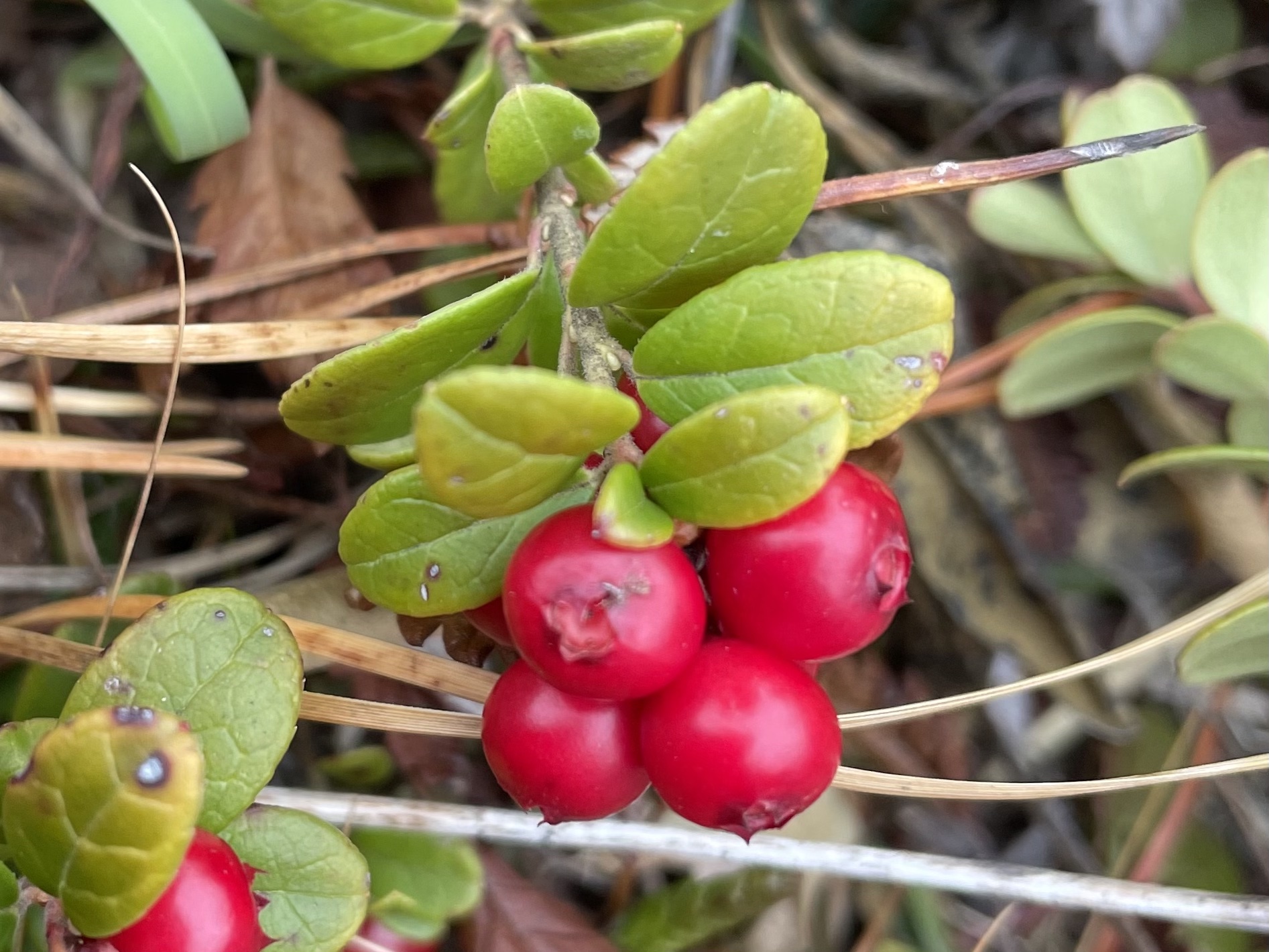 Preiselbeere (Vaccinium vitis-ideae) Bestimmung / Merkmale / Eigenschaften / Verwendung, essbar: Frucht
