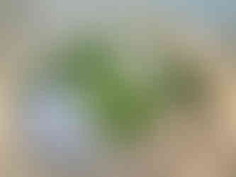 mildes WIldgemüse aus den Blütenständen der Teufelskralle im Knospenstadium