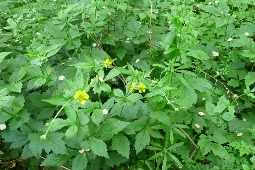 Rosaceae_Geum_urbanum_ges.jpg