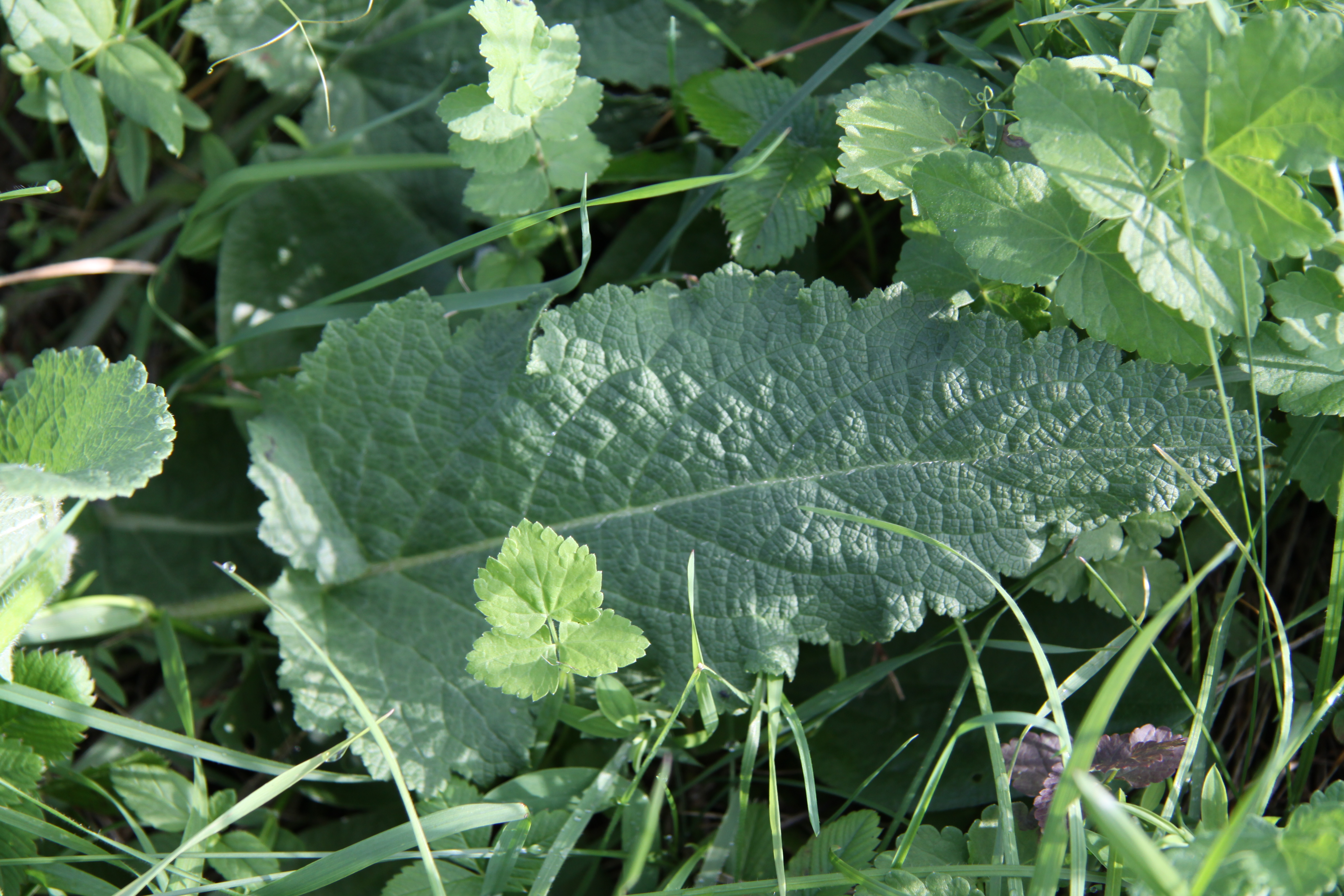 Lamiaceae Salvia pratensis Wiesen Salbei Eigenschaften Merkmale Bestimmung Grundblatt