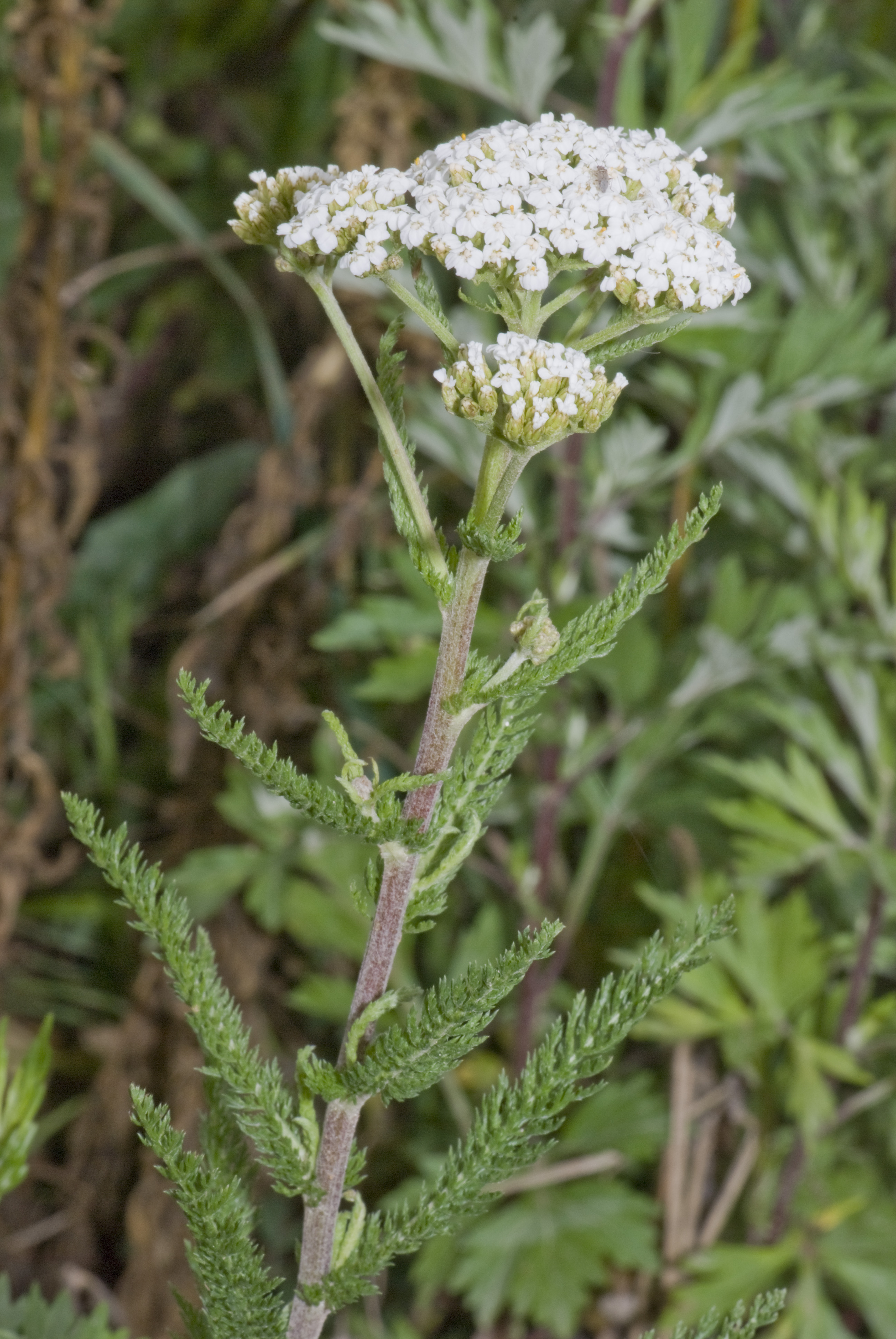 Asteraceae Achillea millefolium Schafgarbe Eigenschaften Merkmale Bestimmung Verwendung Blütenstand Trugdolde