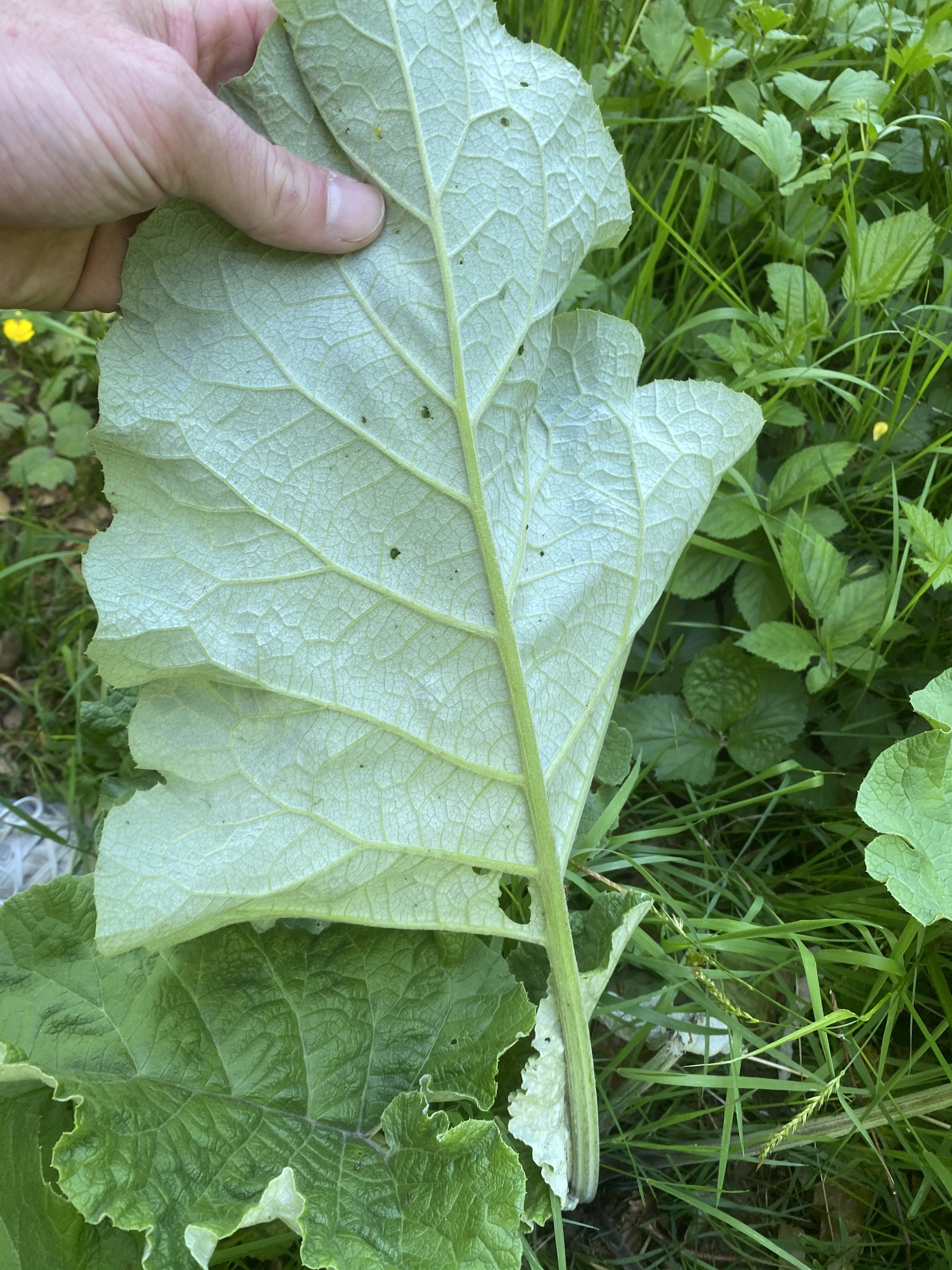 Asteraceae Arctium Lappa Grosse Klette Eigenschaften Merkmale Bestimmung Verwendung Blattunterseite