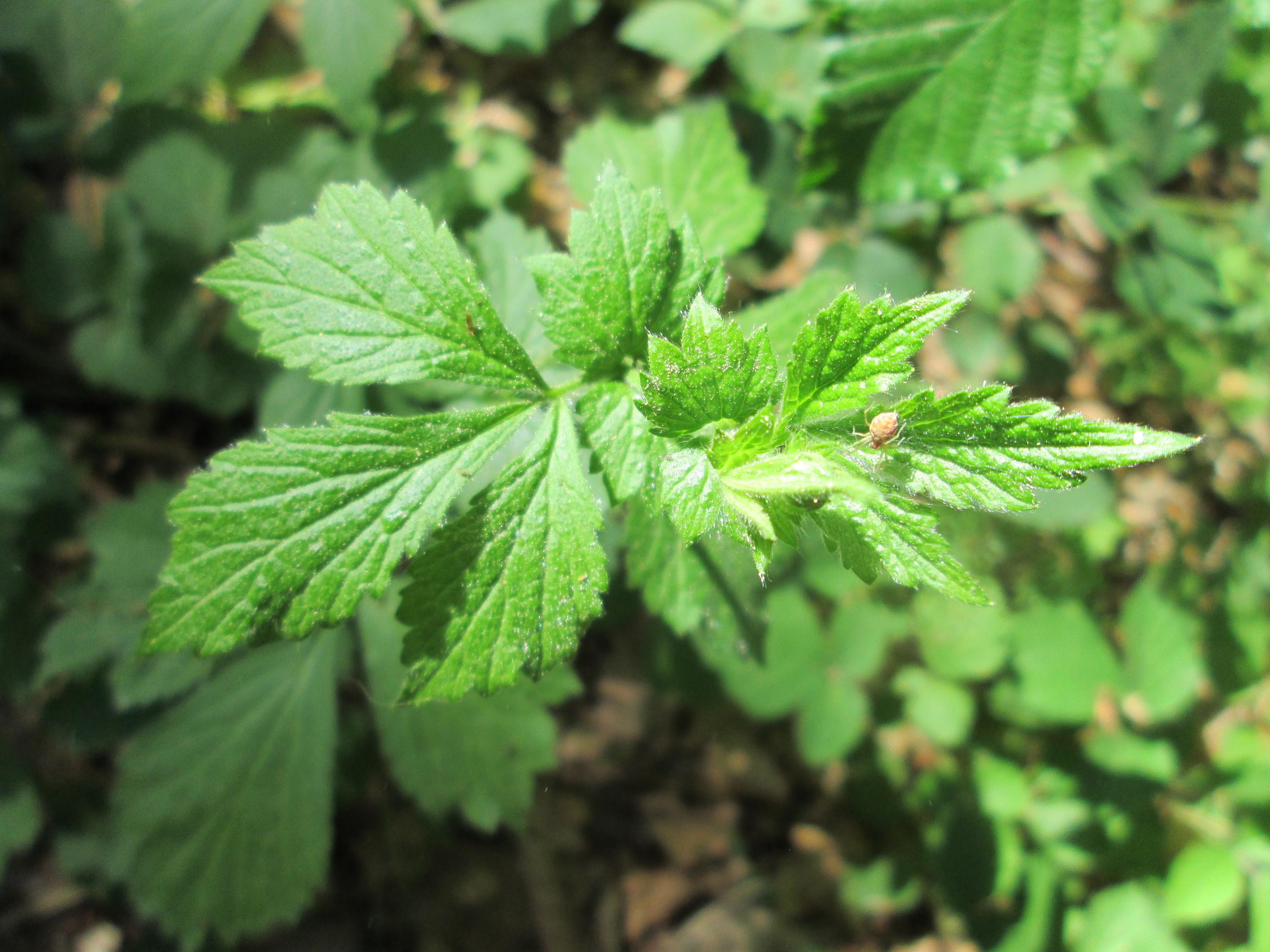 Rosaceae_Geum_urbanum_Stängelblatt_oben.jpg