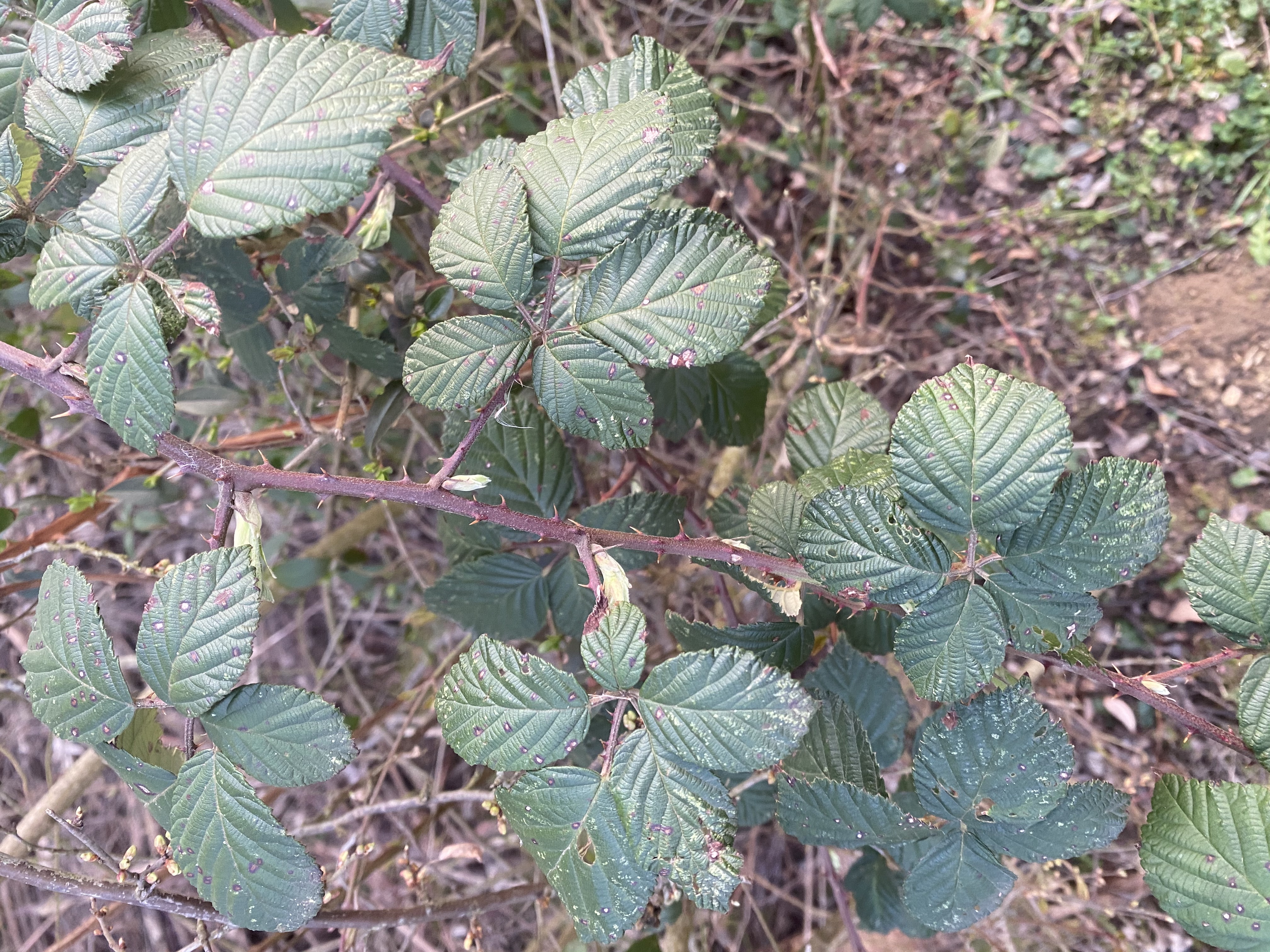 Brombeere Rubus sect Rubus Blätter und Stängel
