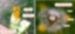 An die Achänen (auf dem Bild Gewöhnlicher Löwenzahn, Taraxacum sect. Ruderalia) sind häufig Flugschirme (Pappus) angehängt. Die Flughaare sind die Kelchblätter der Einzelblüten.