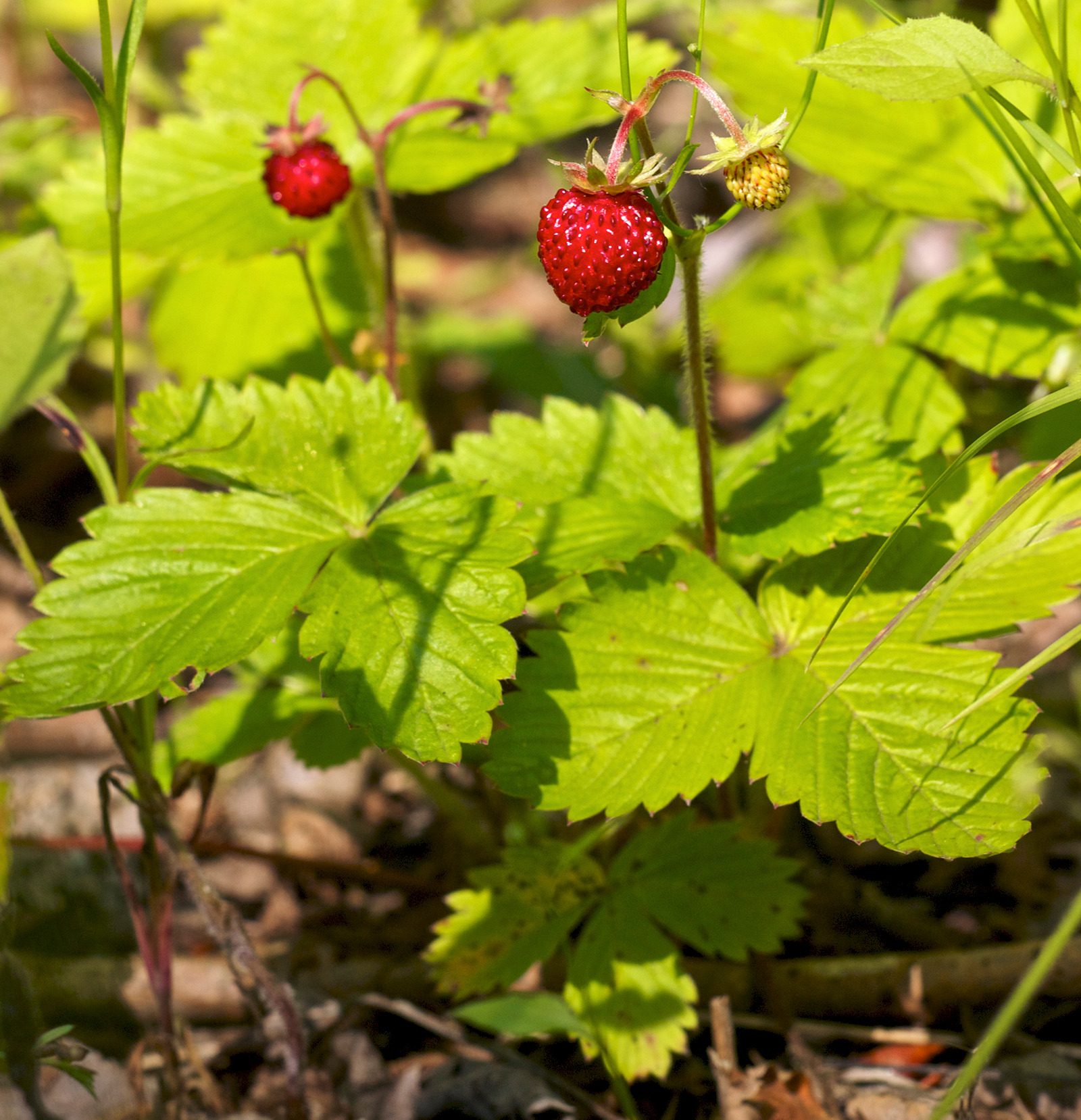 Wald Erdbeere Fragaria vesca 