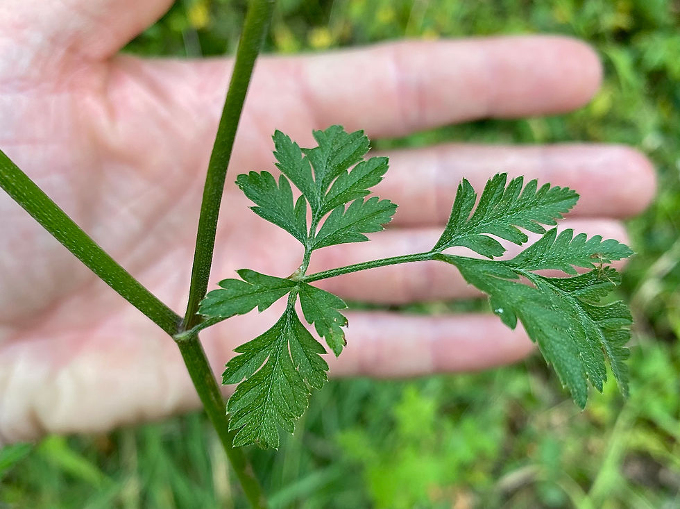 Stängelblatt vom Gewöhnlichen Klettenkerbel (Torilis japonica)