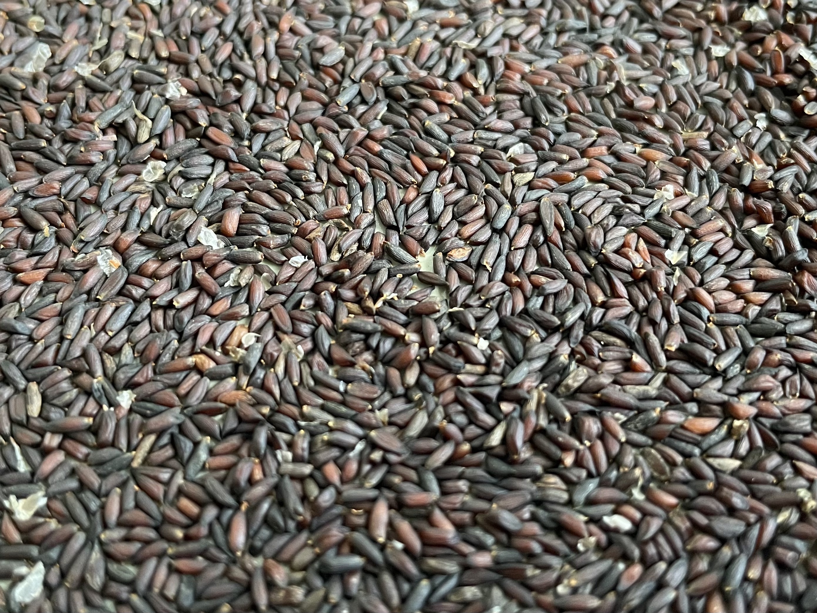 Brassicaceae Allaria petiolata Knoblauchsrauke Eigenschaften Merkmale Bestimmung Samen