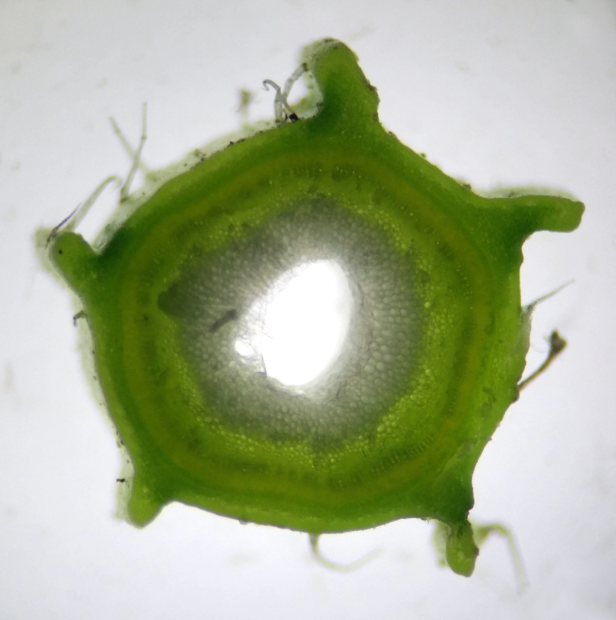 Nesselblättrige Glockenblume (Campanula trachelium); essbar; Merkmale, Bestimmung, Verwendung; Stängelquerschnitt (scharfkantig)
