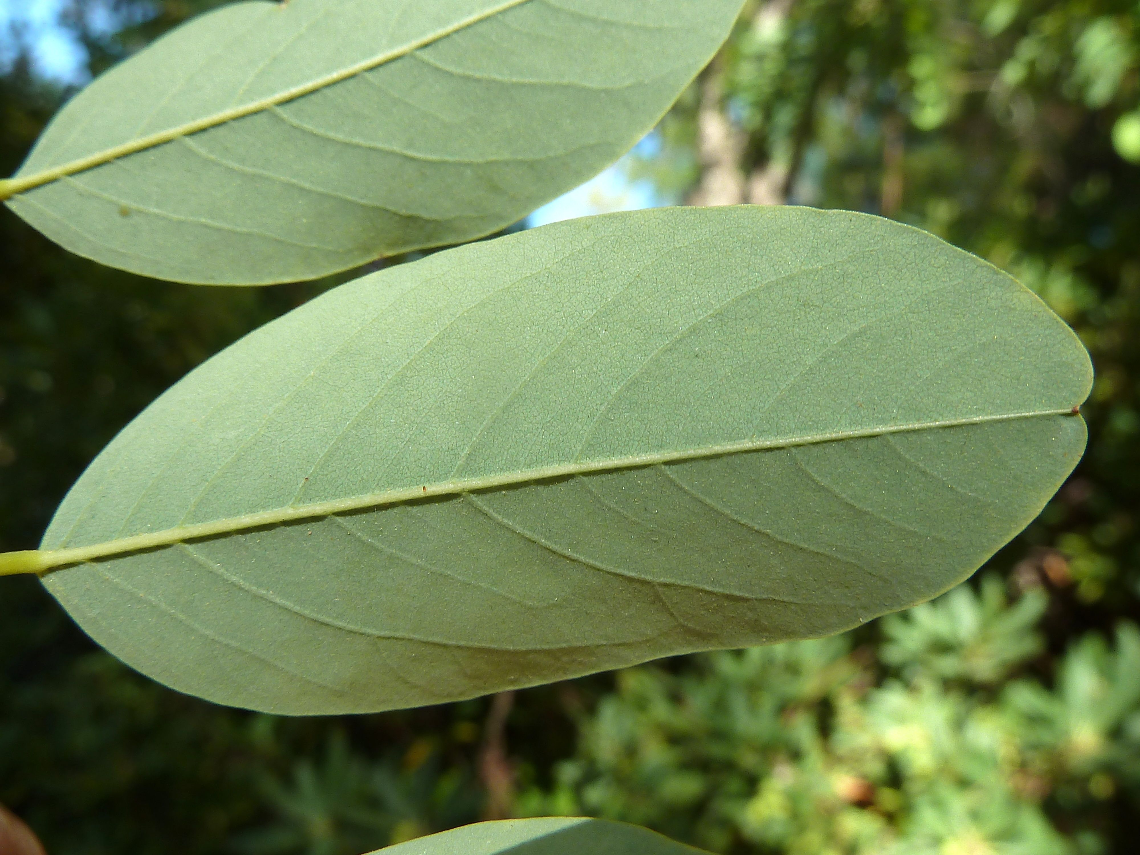 Robinie, Robinia pseudoacacia, Merkmale, Bestimmung, Verwendung, essbar; Blatt Unterseite