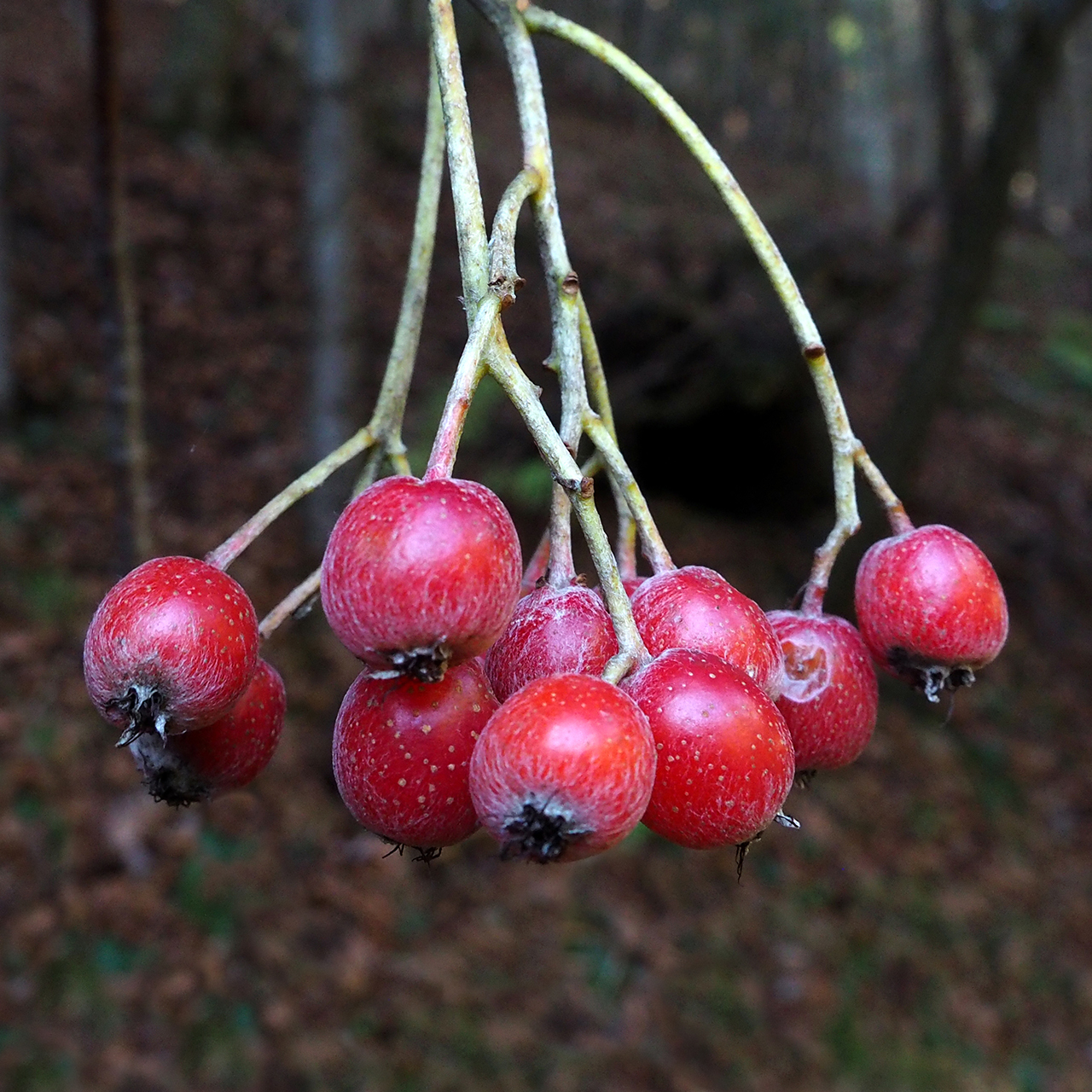 Rosaceae Sorbus Aria Echte Mehlbeere Eigenschaften Merkmale Fruchte Apfelfrucht