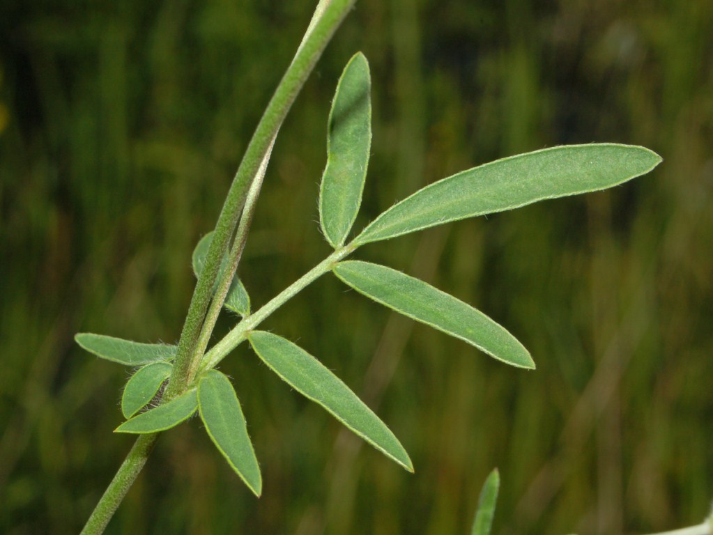 Gewöhnlicher Wundklee ( Anthyllis vulneraria); essbar; Bestimmung / Merkmale / Verwendung; Stängelblatt