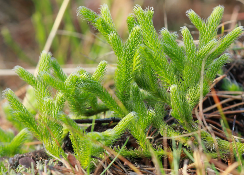 Evolution der Pflanzen / Wildpflanzen, Entwicklung Alge > Landpflanzen, Moos / Moospflanzen > Gefässpflanzen, Gefässsporenpflanzen > Samenpflanzen, Nacktsamer (Gymospermen), Bedecktsamer (Angiospermen); Aufbau, Lebenszyklus und Fortpflanzung der Zwischenstufen; Bärlappe zweigen in der Entwicklung innerhalb der Gefässpflanzen früh ab