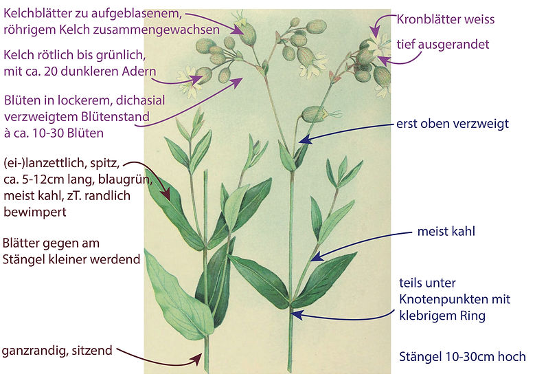 Illustration des Echten Leimkrautes (Silene vulgaris). Graphisch sehr übersichtlich sind Bestimmungsmerkmalen darübergezeichnet. Das Bild ist gut für die Bestimmung der Art geeignet. Begriffe sind u.a. Blätter gegenständig, kahl, blaugrün, ganzrandig, lanzettlich, eilanzettlich bis verkehrt-eilanzettlich; Blüten mit grün oder rot geadertem, aufgeblasenem Kelch