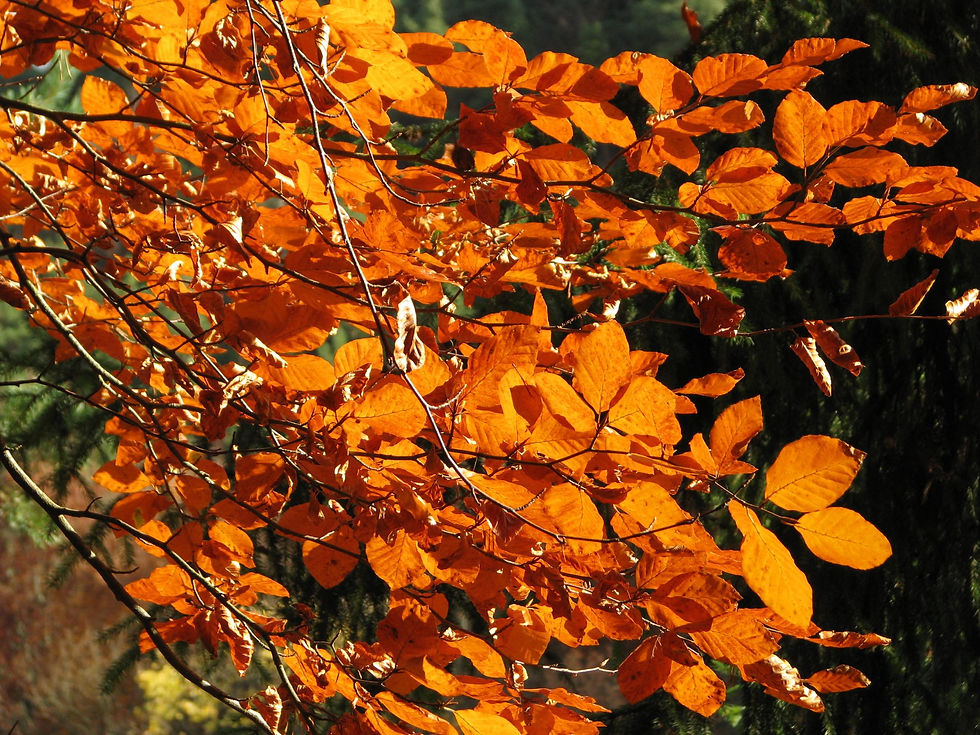 Absorbtionsspektrum von Chlorophyll a und b, sowie dem Hilfspigment Beta-Carotin