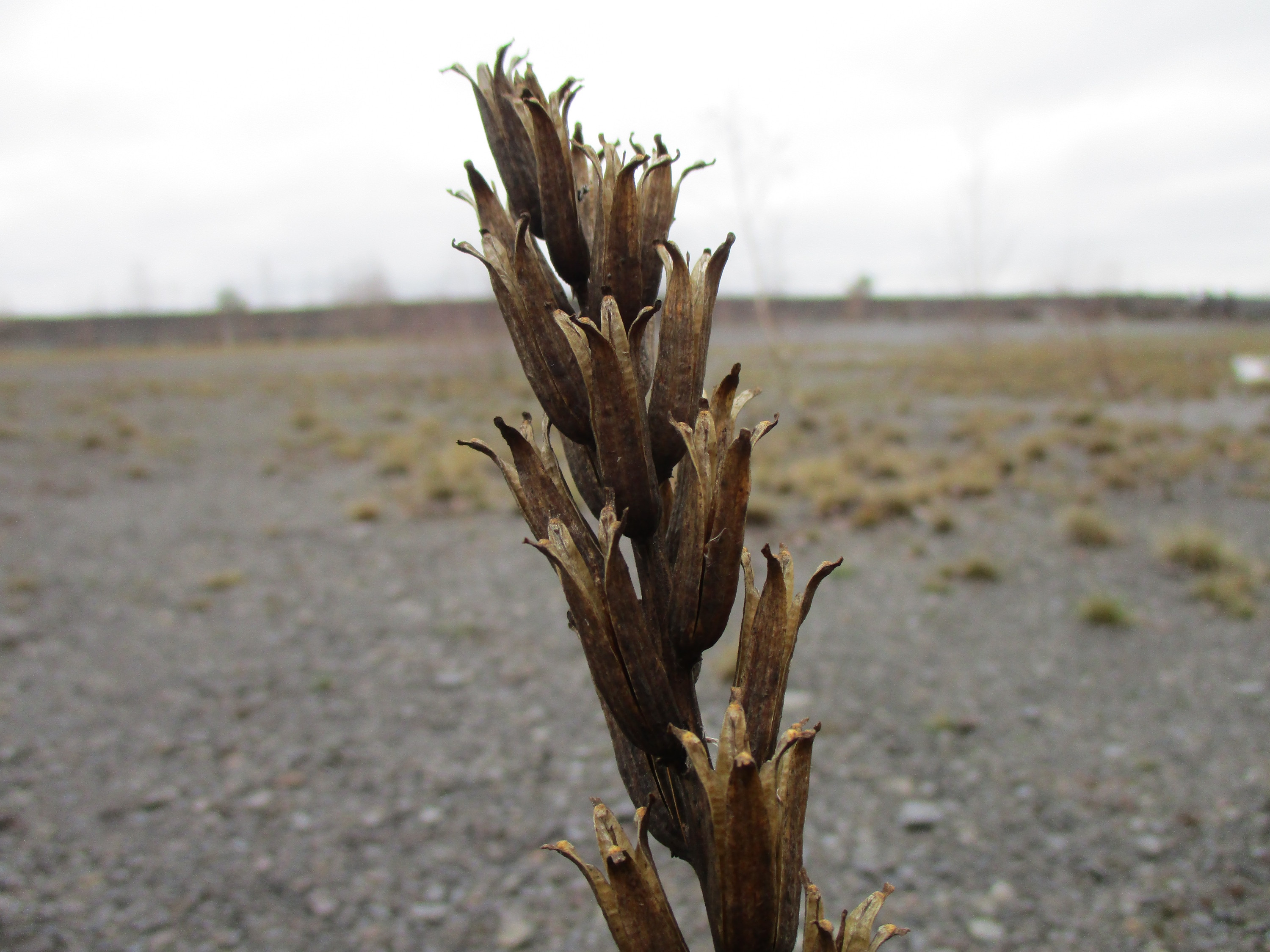 Onagraceae Oenothera biennis aggr. Gemeine Nachtkerze Eigenschaften Merkmale Bestimmung Verwendung reife Früchte
