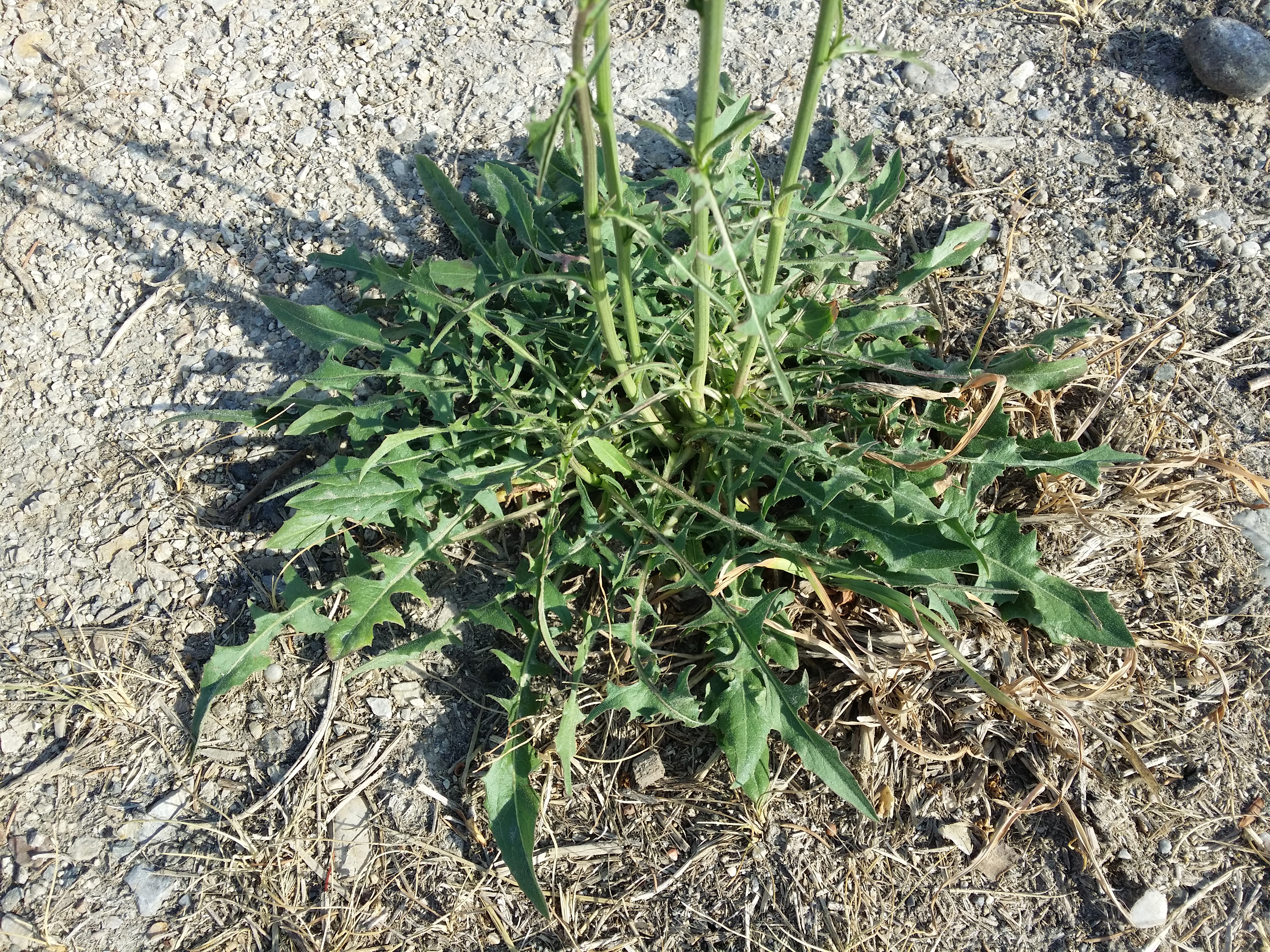 Asteraceae Cichorium intybus Eigenschaften Bestimmung Merkmale Grundrosette