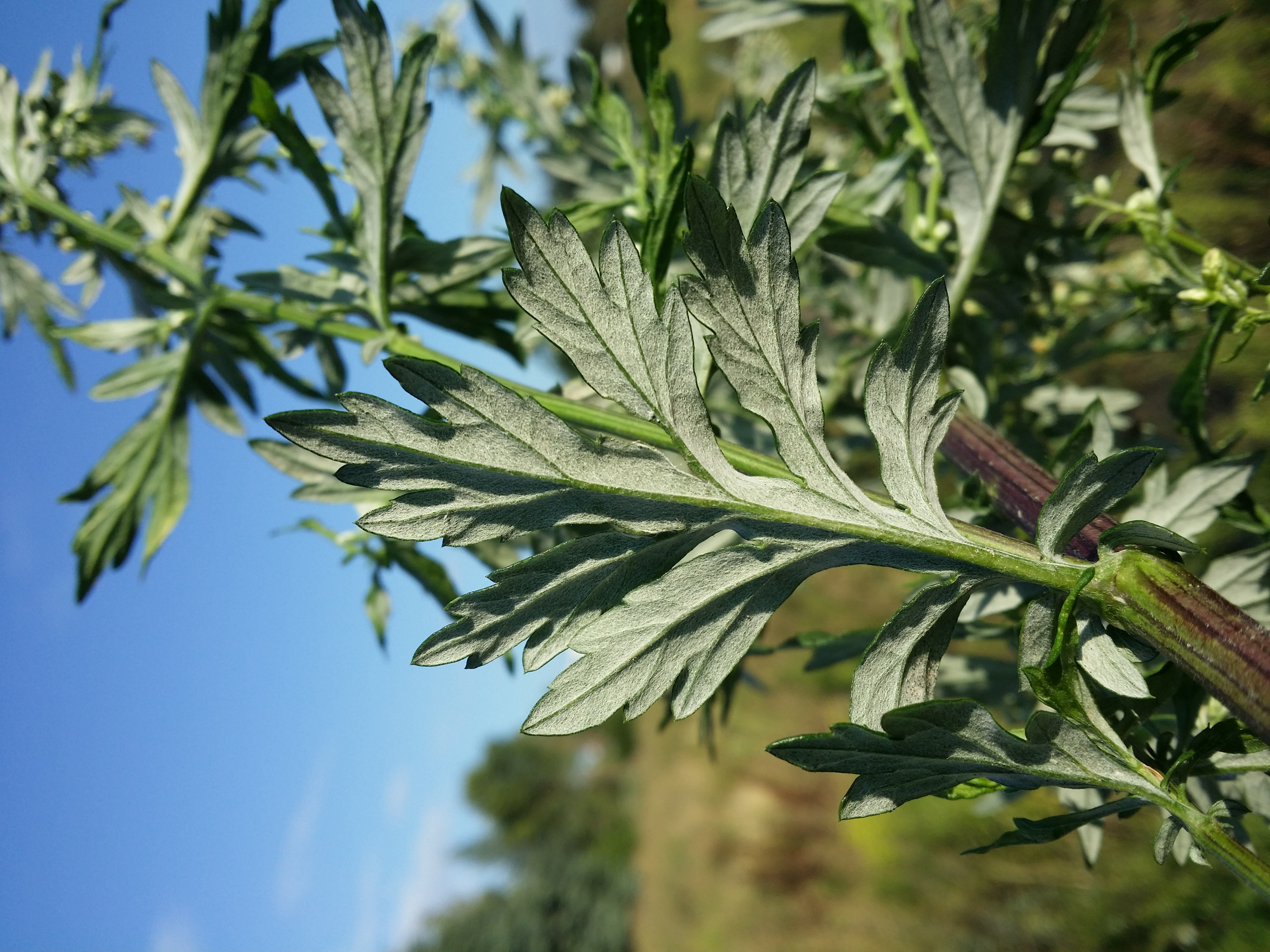 Asteraceae Artemisia vulagris Gemeiner Beifuss Eigenschaften Merkmale Bestimmung Verwendung Blatt Unterseite