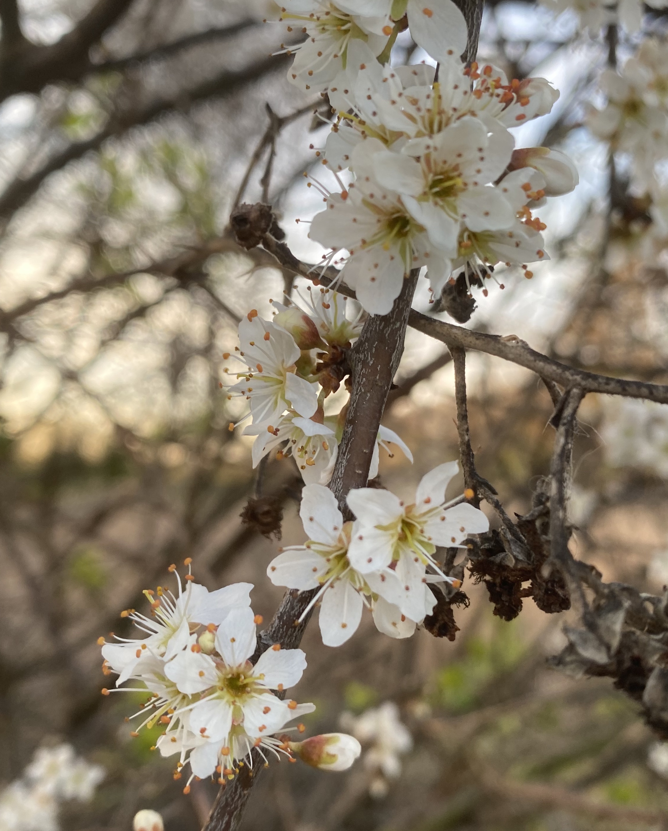 Rosaceae Prunus spinosa Schlehe Schlehdorn Schwarzdorn Eigenschaften Merkmale Bestimmung Verwendung  Blüten
