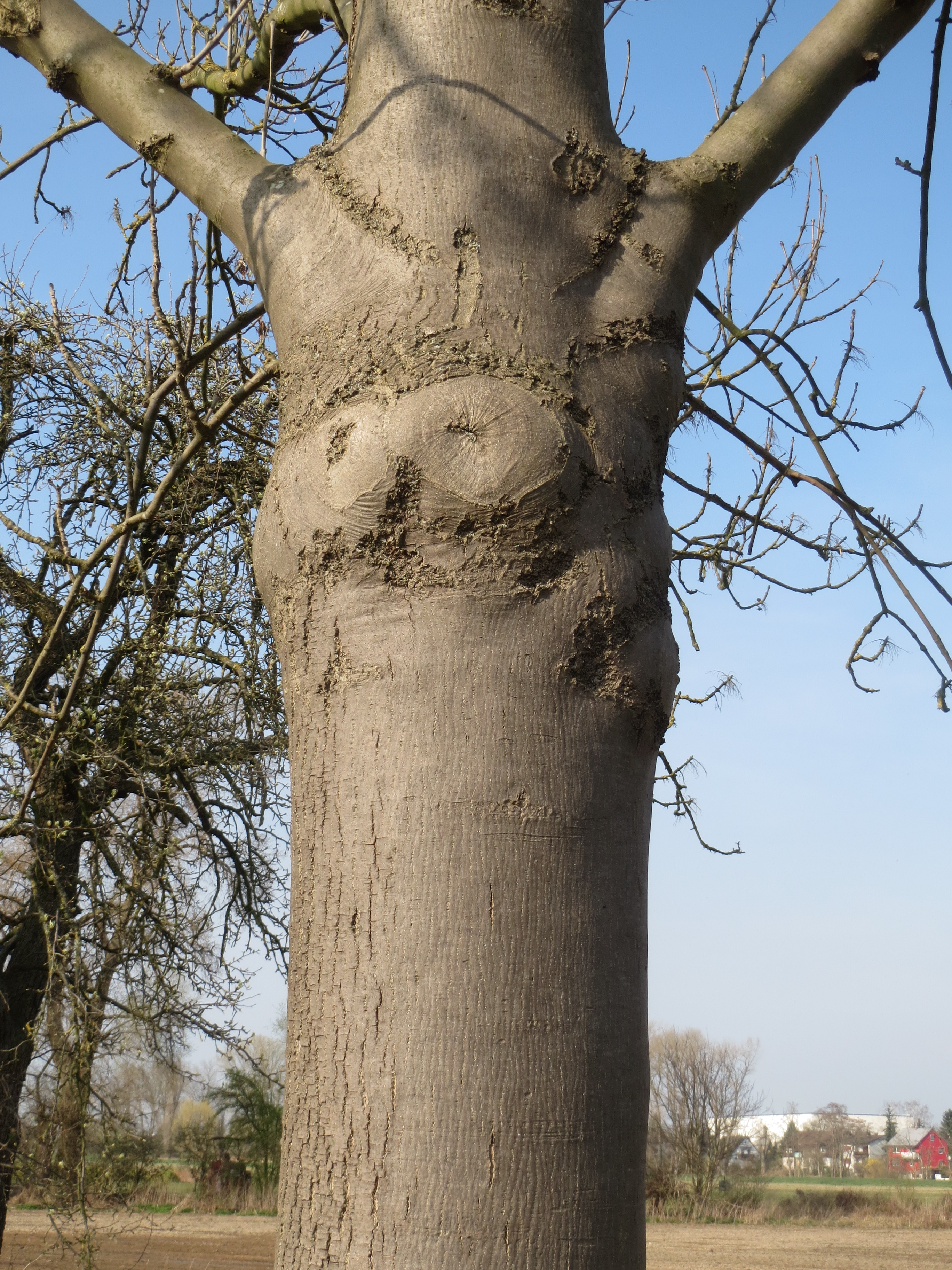 Gemeine Esche Fraxinus excelsior Merkmale, Bestimmung, Verwendung, essbar; Rind Jung
