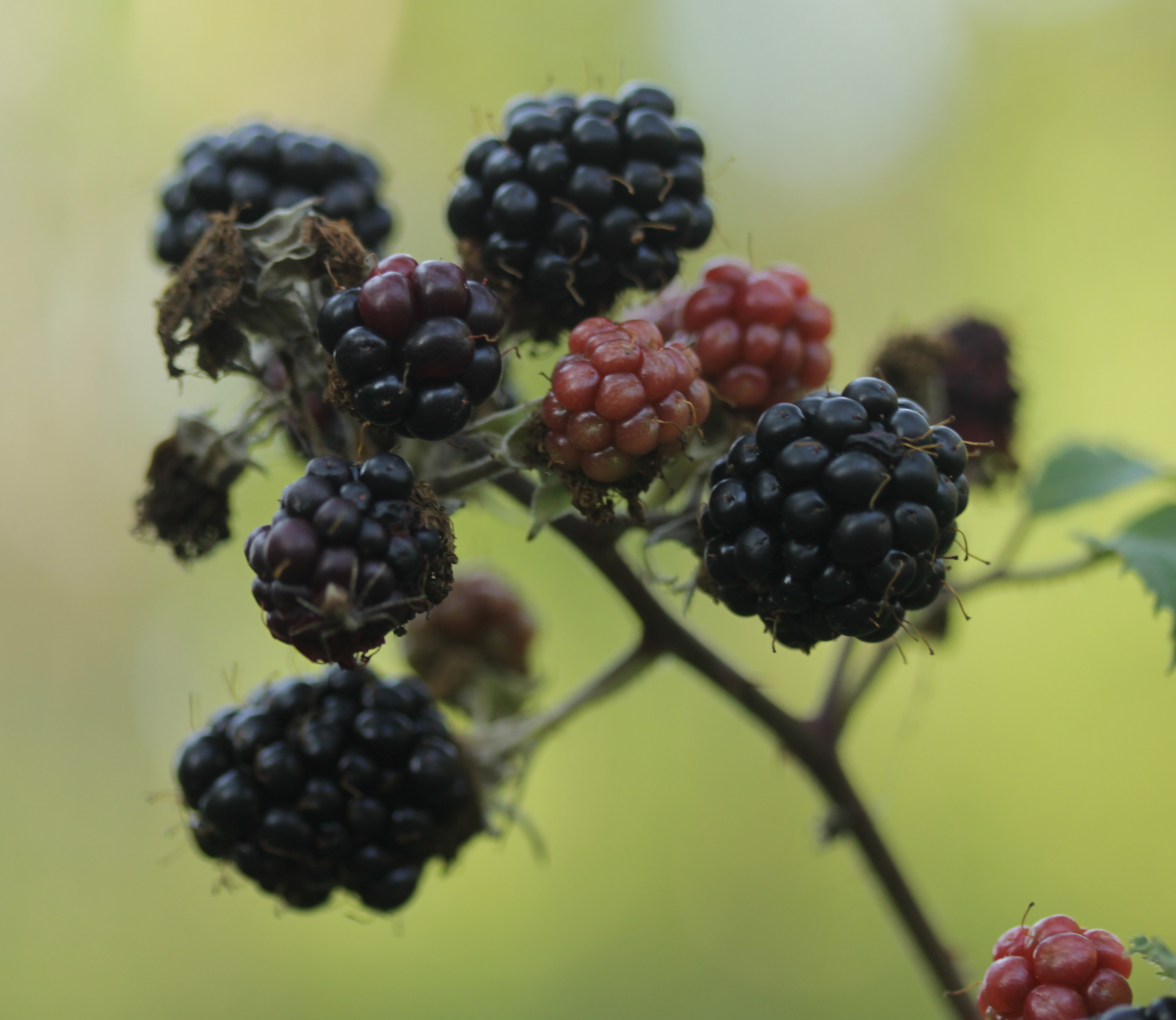 Brombeere Rubus sect Rubus Früchte