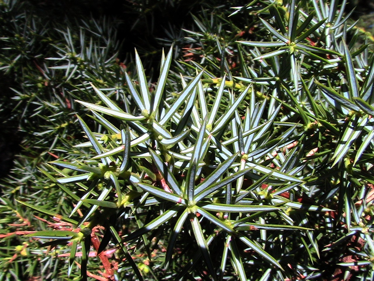 Echter Wacholder (Juniperus communis): Merkmale / Bestimmung / Verwendung; Nadeln